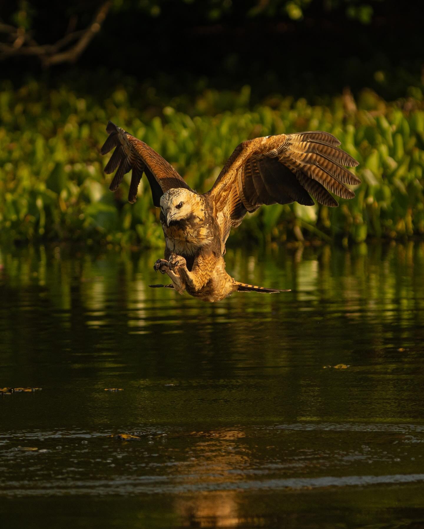 A large raptor with wings fully spread hovers low over a calm dark river during a Pantanal Tour from Cuiabá, talons extended as it strikes at the water's surface, with lush green aquatic vegetation glowing in warm golden light behind it