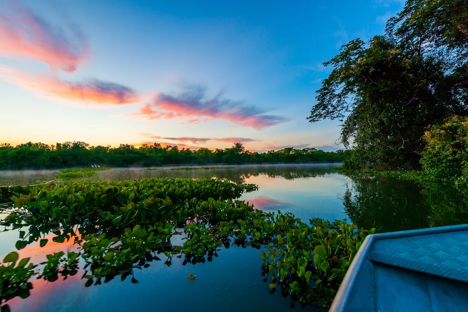 View from a small boat gliding past floating water hyacinths on a calm wetland channel at sunrise, with pink and orange clouds reflected in the still water and dense gallery forest silhouetted along the horizon — a defining scene on a Pantanal Tour from Cuiabá