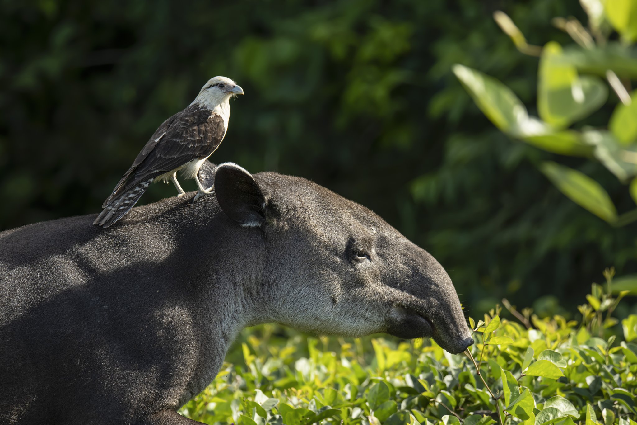 A yellow-headed caracara perches on the back of a tapir browsing green shrubs on a Pantanal Tour from Cuiabá, showcasing a rare moment of inter-species wildlife behaviour