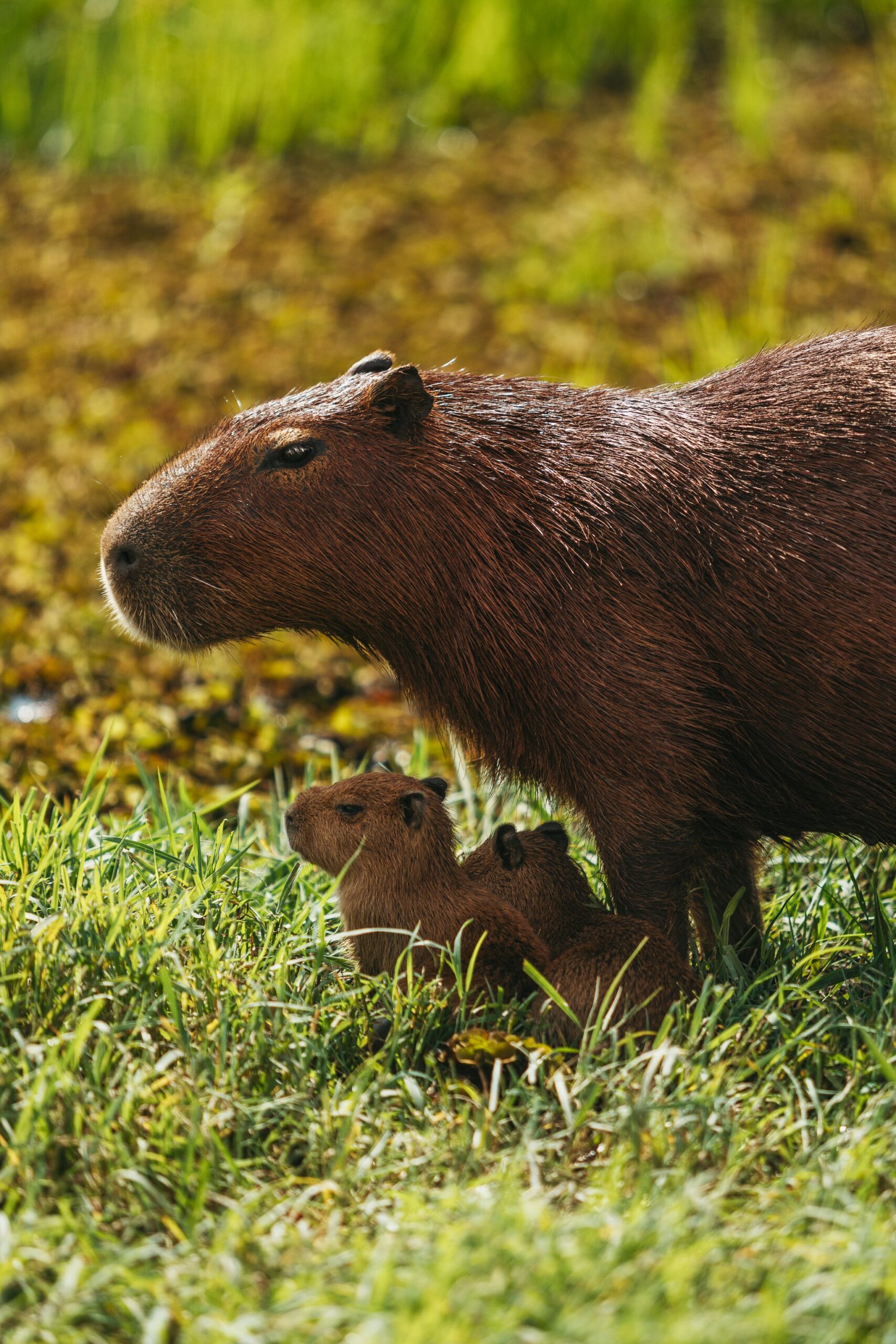 Capivara adulta com dois filhotes descansando na grama às margens de uma área úmida no Pantanal Sul