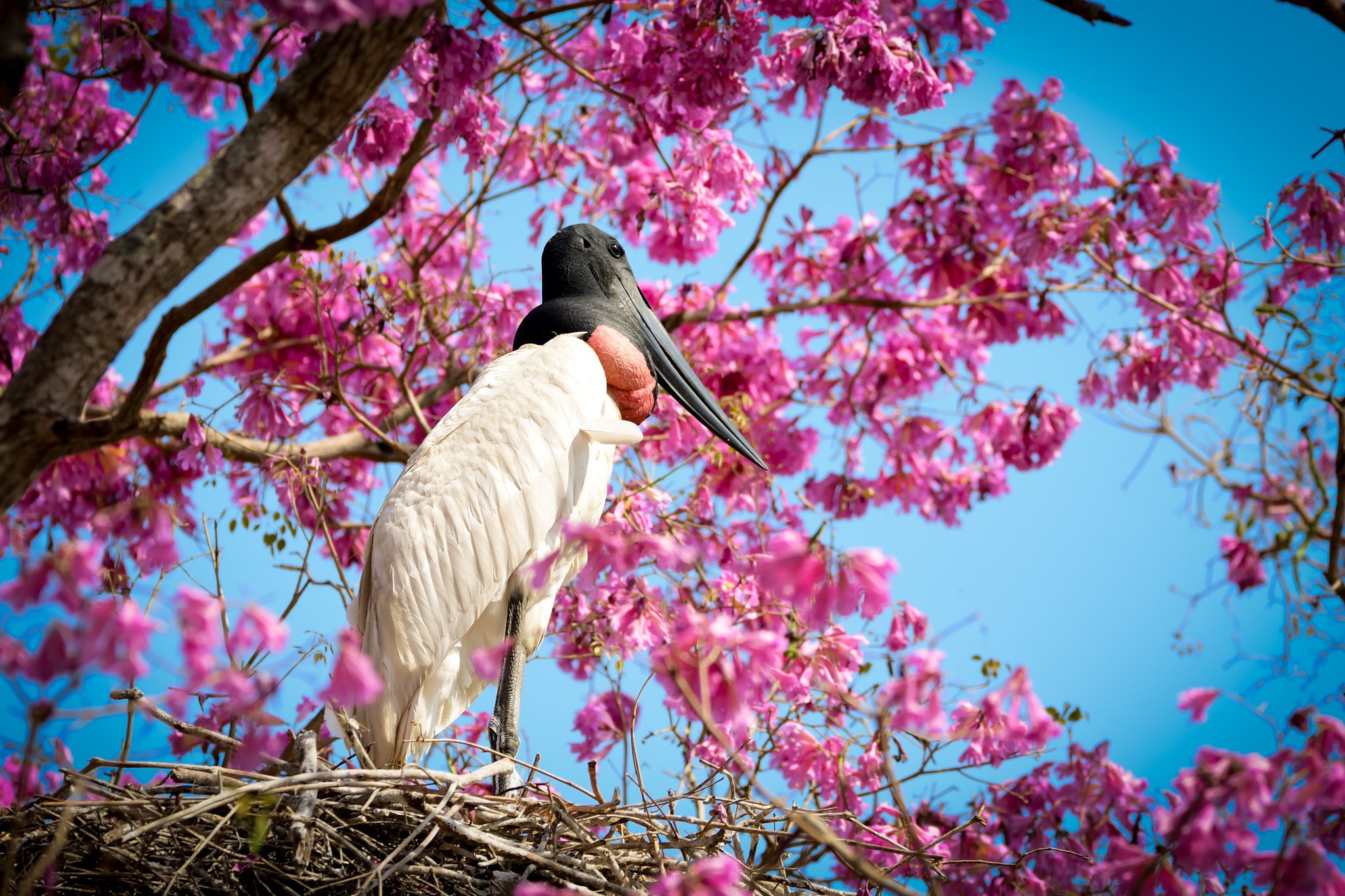 Um tuiuiú pousado em seu ninho em uma ipê-rosa em plena floração, com o céu azul ao fundo no Pantanal Sul