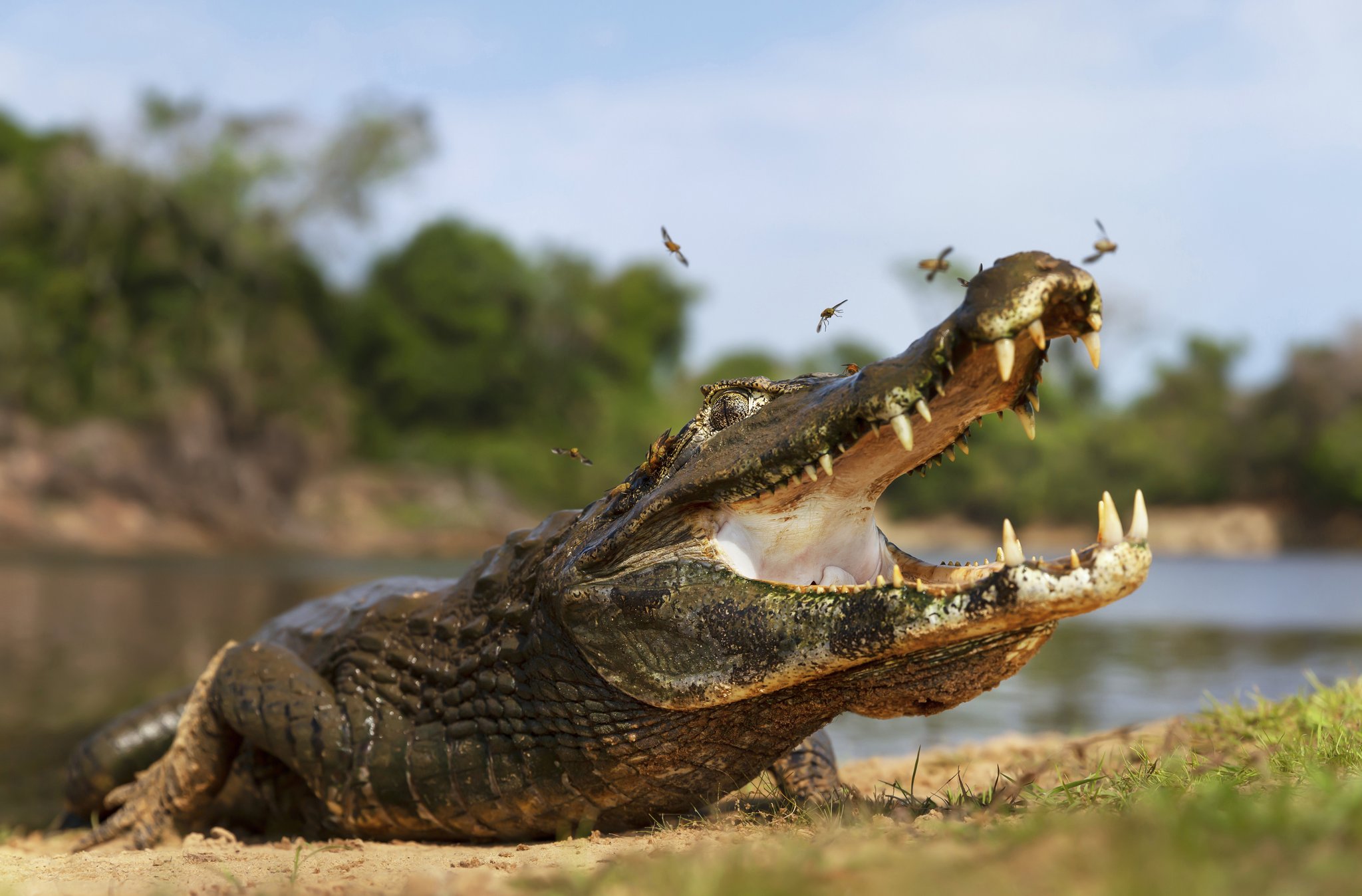 Ein Yacare-Kaiman liegt mit weit geöffnetem Maul an einem sandigen Flussufer im Pantanal, Brasilien, während Insekten um seine Schnauze schwärmen und üppige Vegetation im Hintergrund zu sehen ist