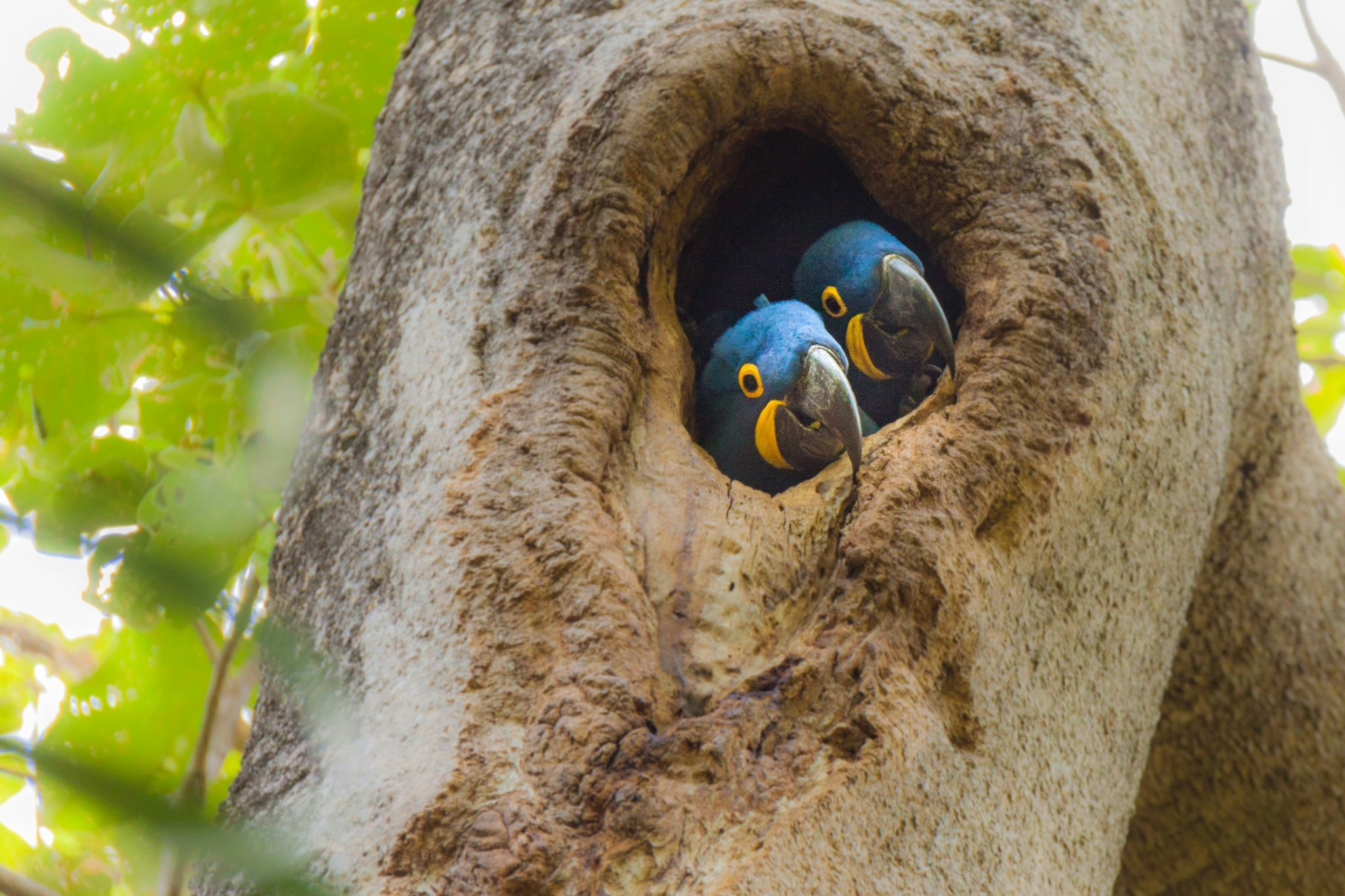 Duas araras-azuis espiando por uma cavidade natural em tronco de árvore no Pantanal, Brasil, com plumagem azul-cobalto intensa e anéis oculares amarelos bem visíveis