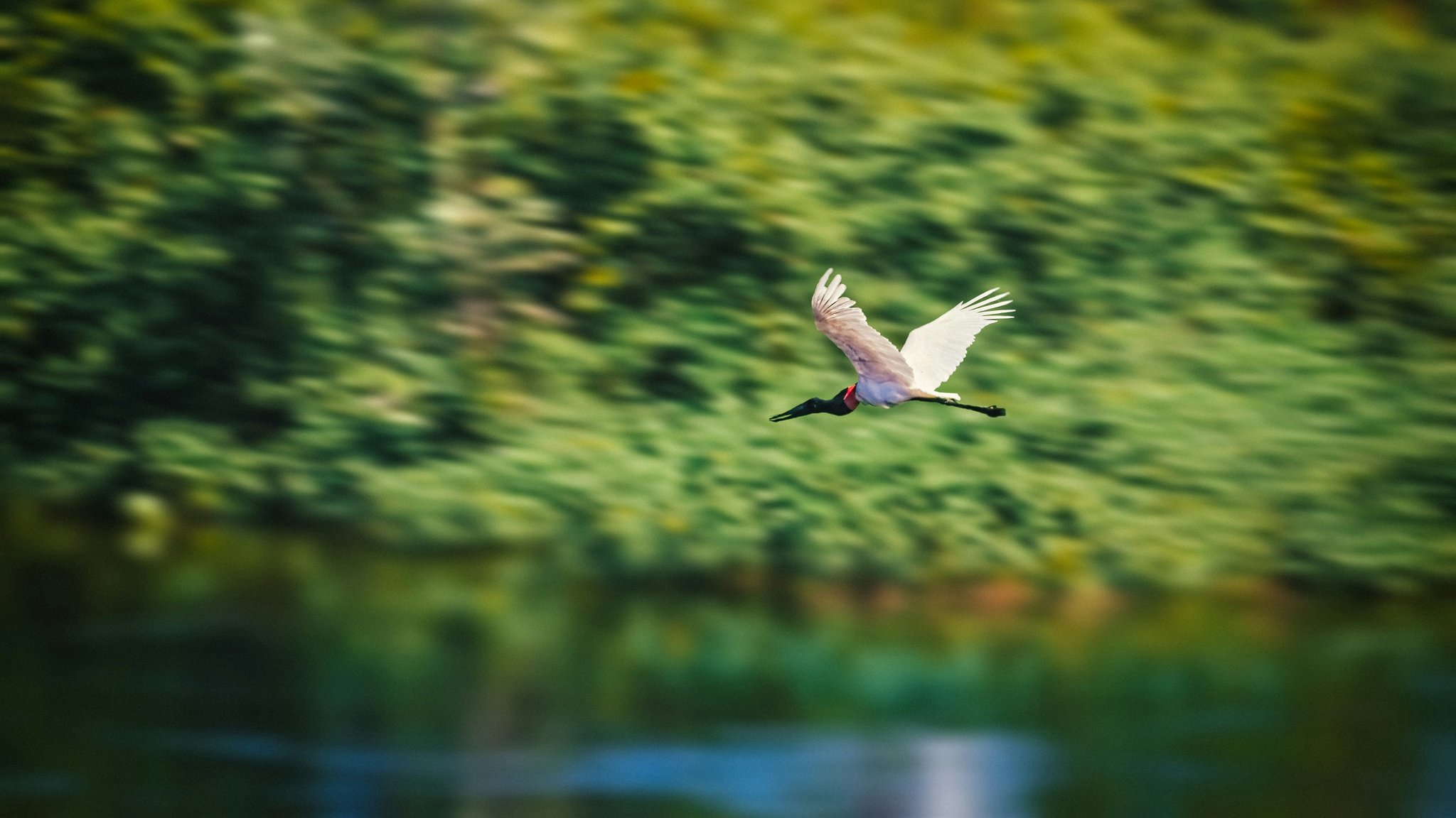 Uma tuiuiú em pleno voo sobre um rio do Pantanal com vegetação verde desfocada ao fundo, durante um passeio pelo Pantanal no Brasil