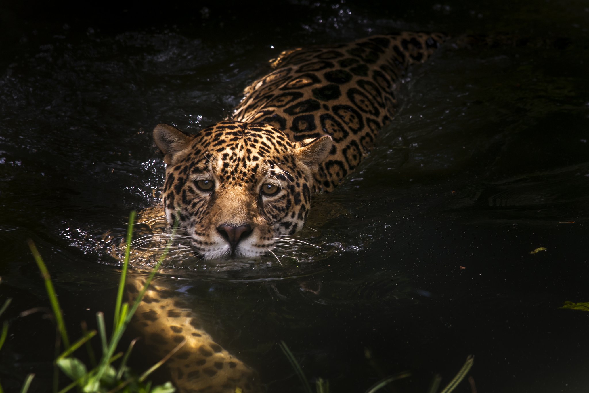 Ein wilder Jaguar schwimmt durch einen dunklen Flusskanal im Pantanal, sein geflecktes Fell leuchtet über der Wasseroberfläche und er blickt direkt in die Kamera