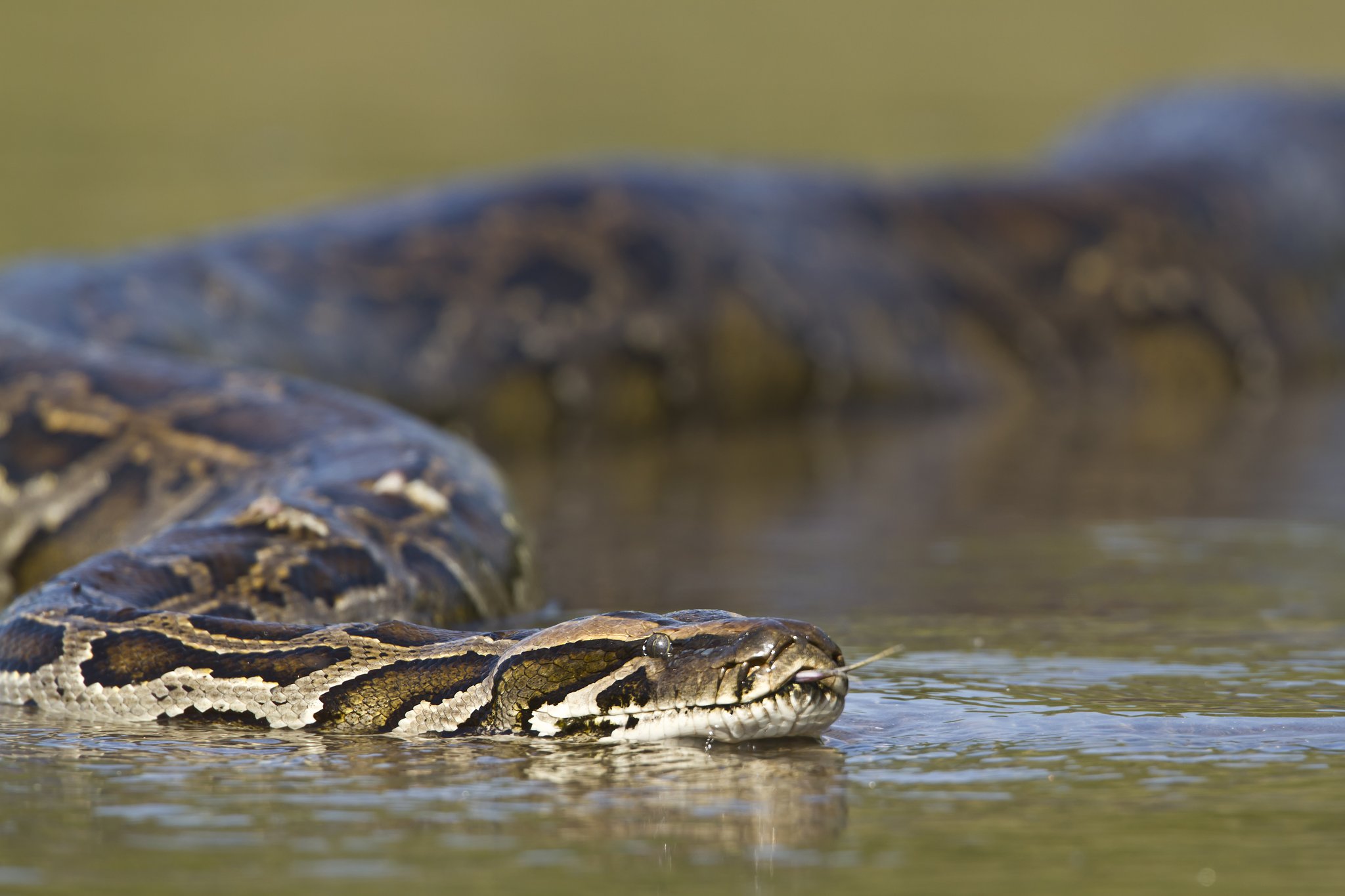 Uma grande píton desliza pela superfície de um canal tranquilo no Pantanal, com a língua bifurcada projetada para fora e as escamas brilhando