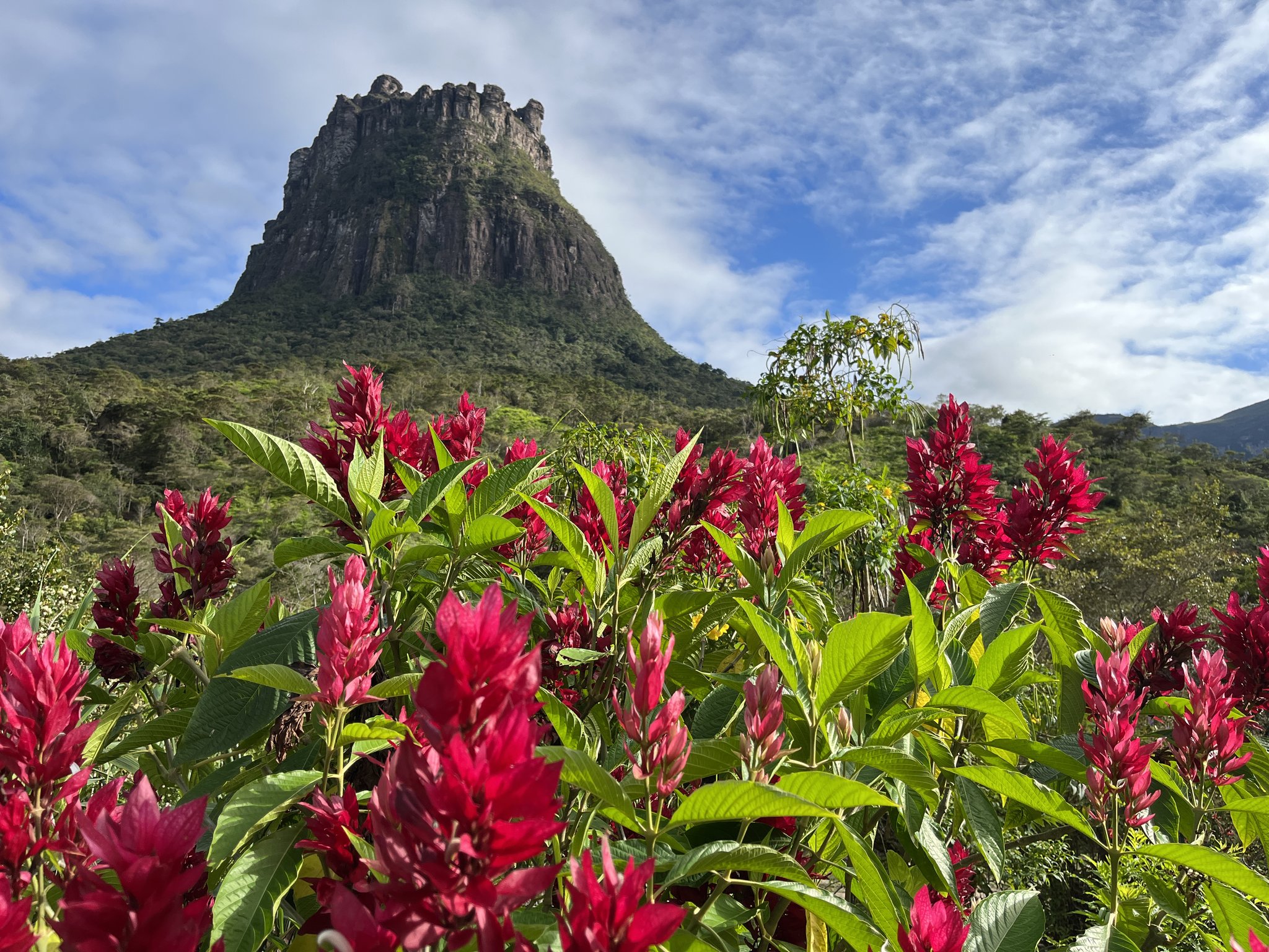Crimson blooms, ancient stone — the valley dresses up. Vivid crimson spike flowers in the foreground frame a towering rocky mesa rising above green forest on the Pati Valley hike, under a bright blue sky with wispy clouds