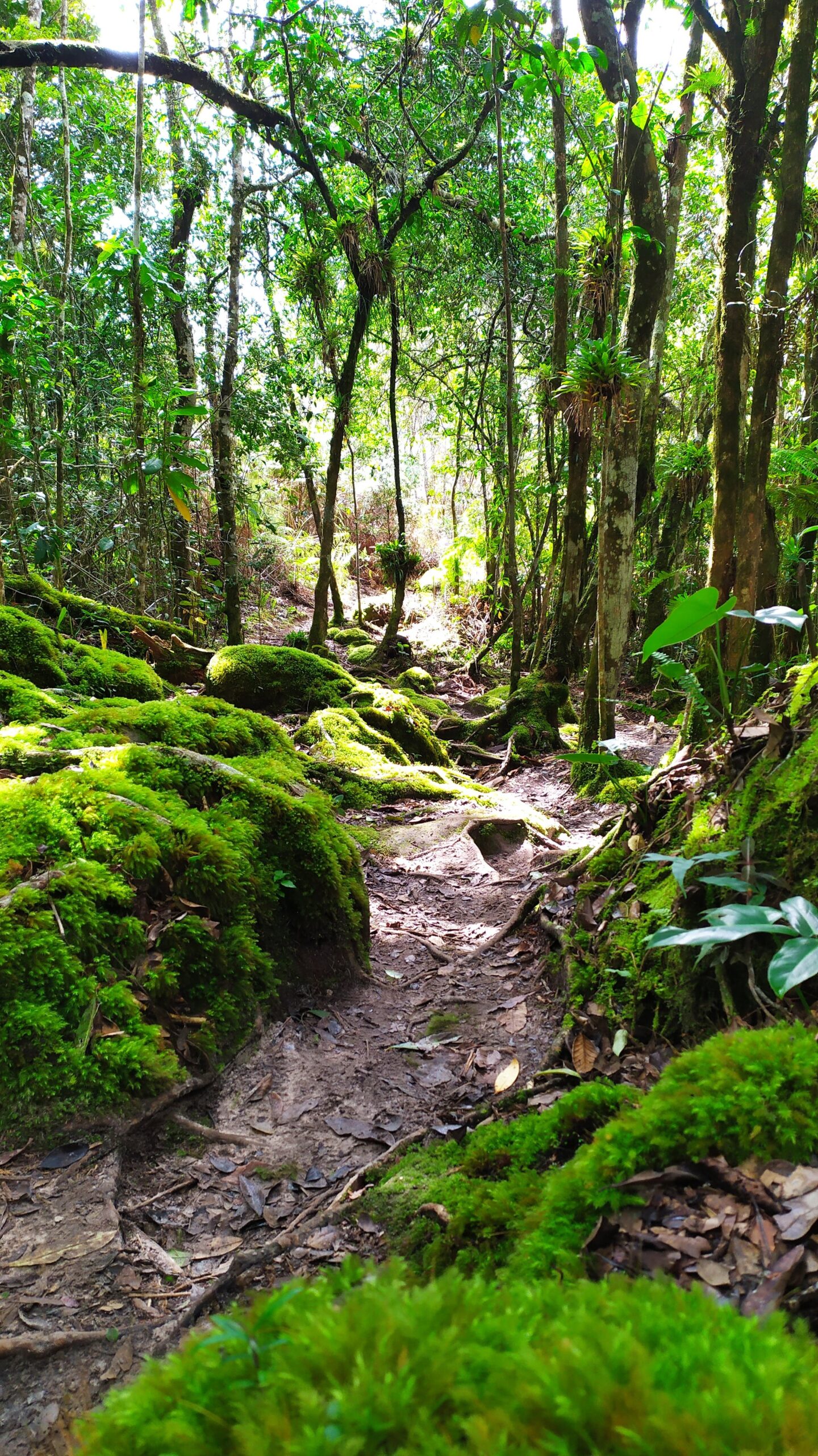 Velvet-green moss lines every stone as the forest closes in around the trail. A narrow dirt trail winds between moss-covered rocks and tall trees on the Pati Valley hike, with dappled light filtering through the canopy above