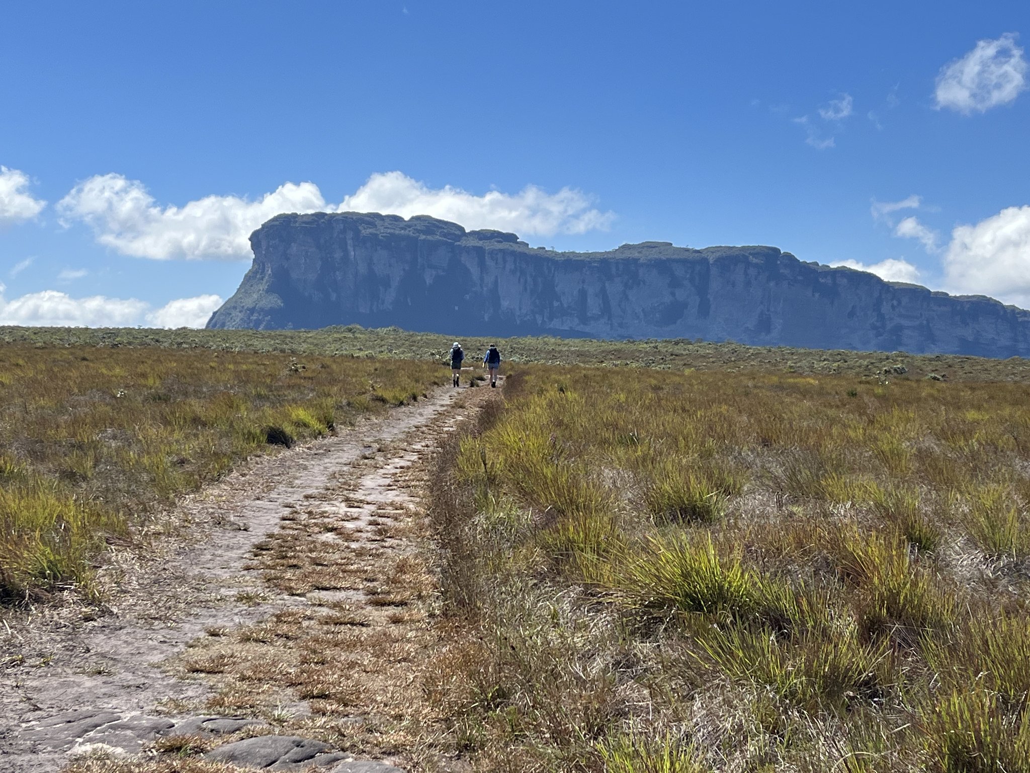 Two small figures, one endless trail — the scale of Chapada Diamantina humbles you at every step. Two hikers walking along a rocky trail through open savanna grassland on the Pati Valley hike, with a massive flat-topped tepui cliff rising under a blue sky