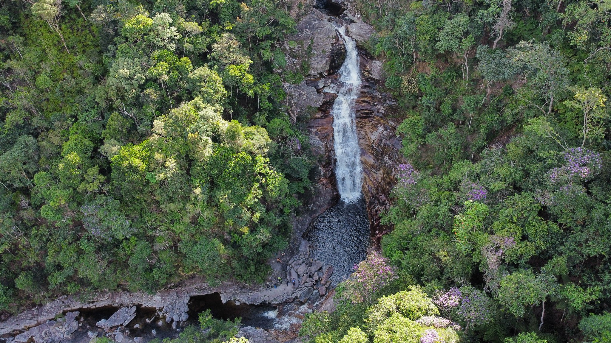 Straight down, thirty metres of white water into the green heart of Chapada Diamantina. Aerial view of a tall waterfall cascading down a dark rock face into a natural pool, surrounded by dense green forest with purple-flowering trees on the Pati Valley hike