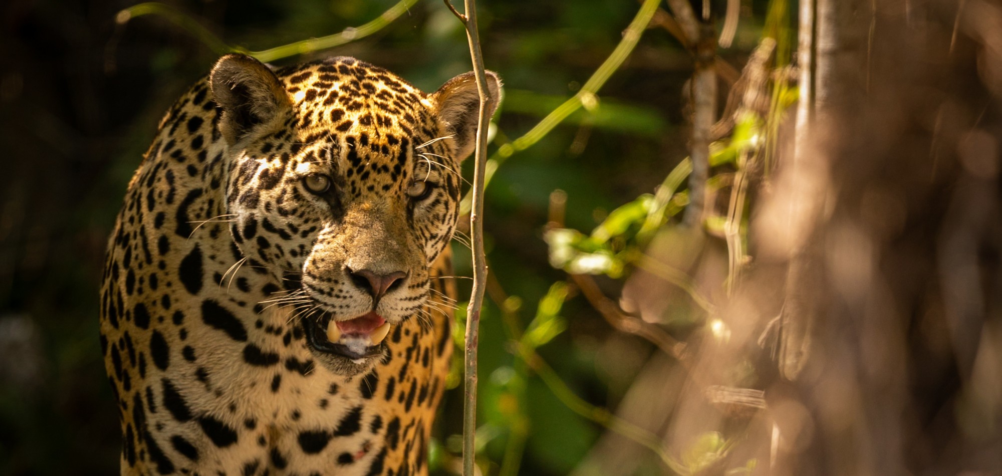 Top 7 Ecotourism Destinations in Brazil to Visit in 2025