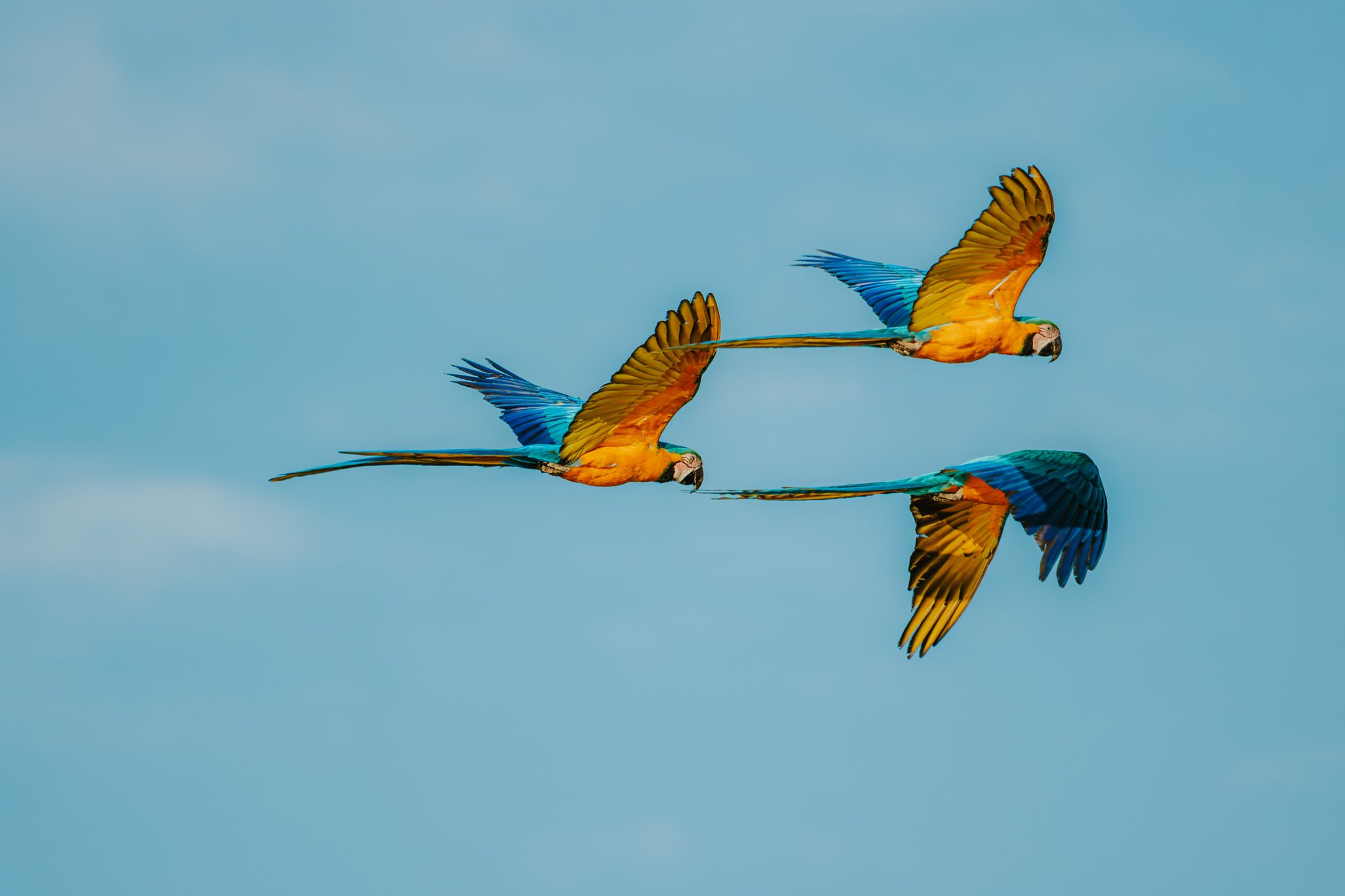 Wings wide open — a trio of macaws cuts across the Cerrado sky. Photo: Albori Ribeiro Three blue-and-yellow macaws in full flight against a clear blue sky at Pousada Trijunção in the Brazilian Cerrado