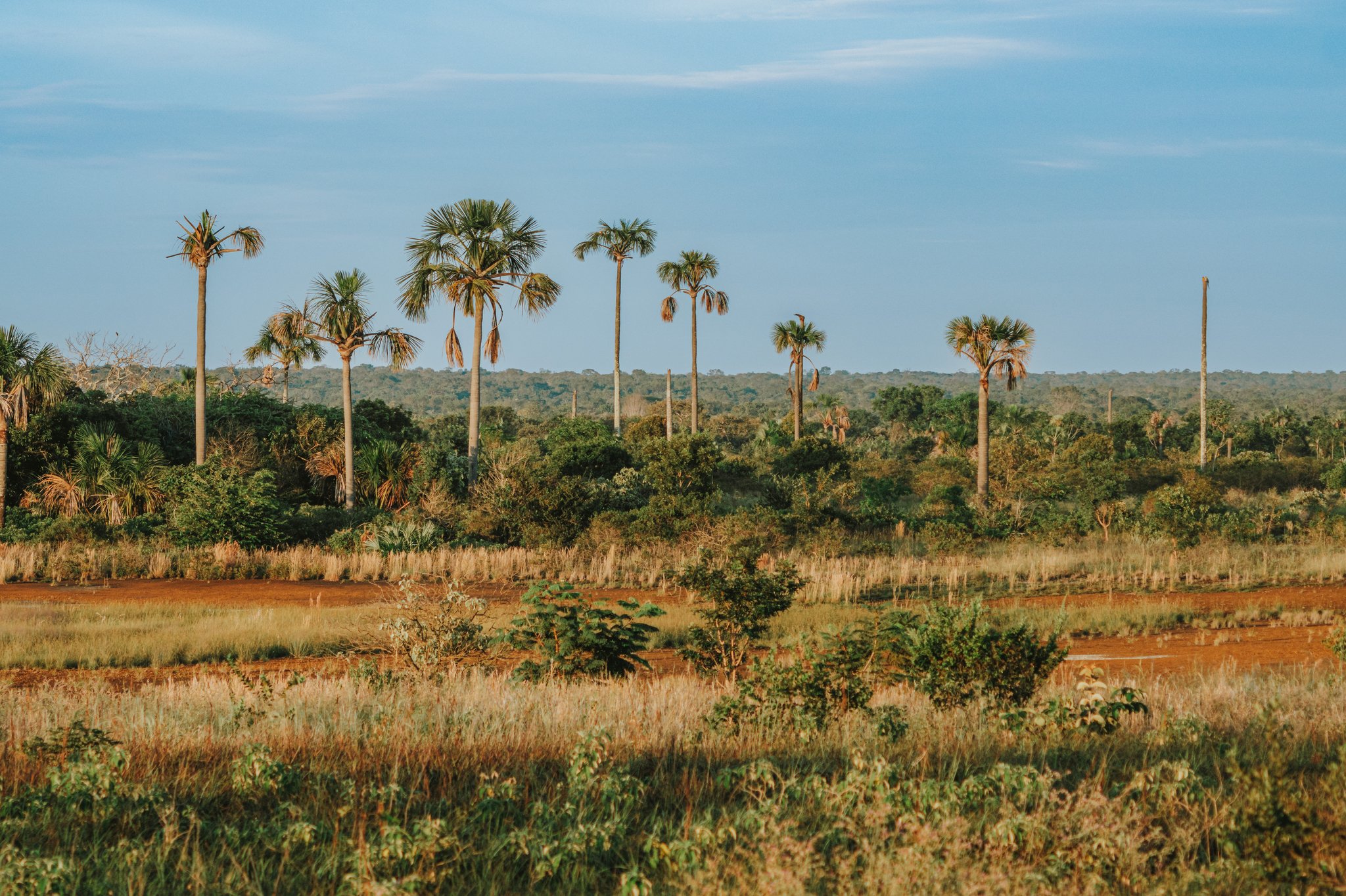 The wild heart of the Cerrado stretches to the horizon — welcome to Trijunção. Photo: Albori Ribeiro Wide open Cerrado savanna at Pousada Trijunção with tall buriti palm trees rising above golden grassland and dense green woodland under a blue sky