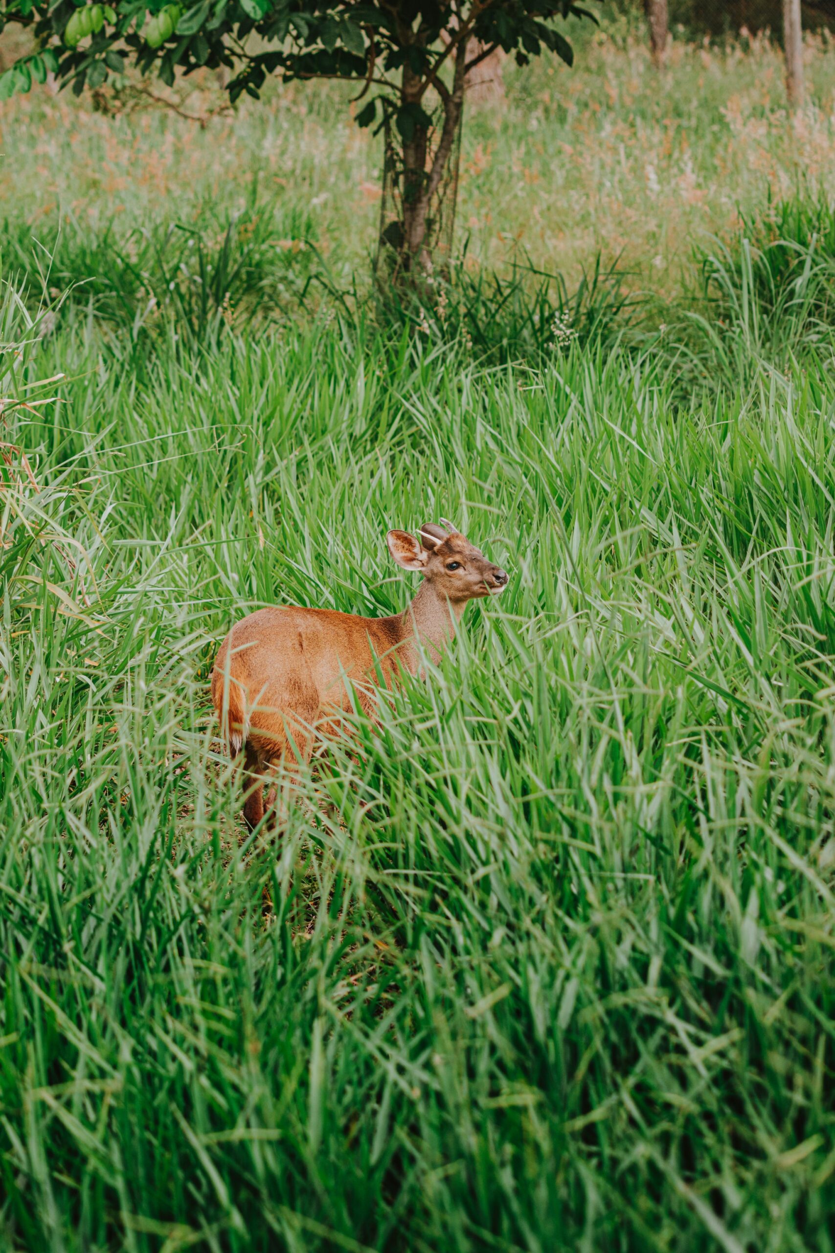 A shy visitor in the tall grass — wild encounters are part of every day at Trijunção. Photo: Albori Ribeiro A young deer stands alert among tall green grass near a tree at Pousada Trijunção, in the heart of the Cerrado