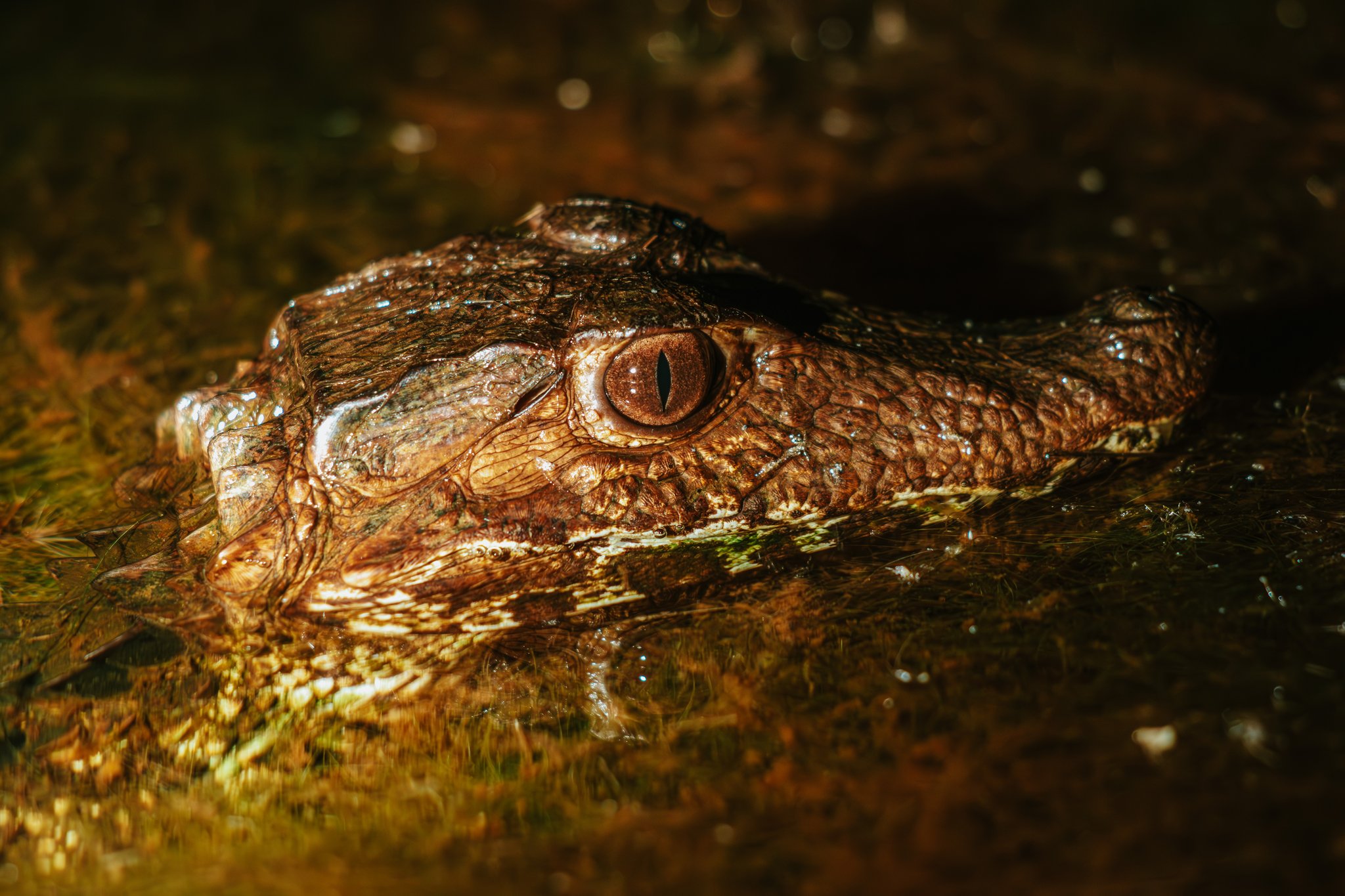 Ancient eyes in the dark — a dwarf caiman surfaces at Lagoa das Araras. Photo: Albori Ribeiro Extreme close-up of a dwarf caiman's head half-submerged in a shallow Cerrado waterway at Pousada Trijunção, its amber slit-pupil eye gleaming in the dark