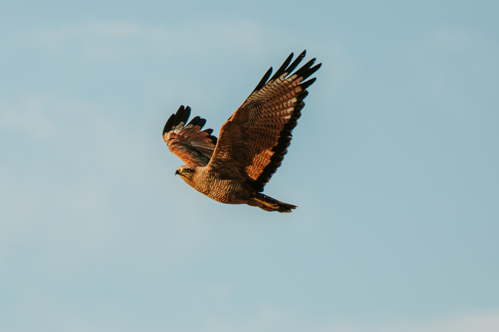 Masters of the sky — a hawk rides the thermals above the wild Cerrado. Photo: Albori Ribeiro A raptor with rich brown and rufous plumage soars with wings fully spread against a pale blue sky at Pousada Trijunção in the Cerrado