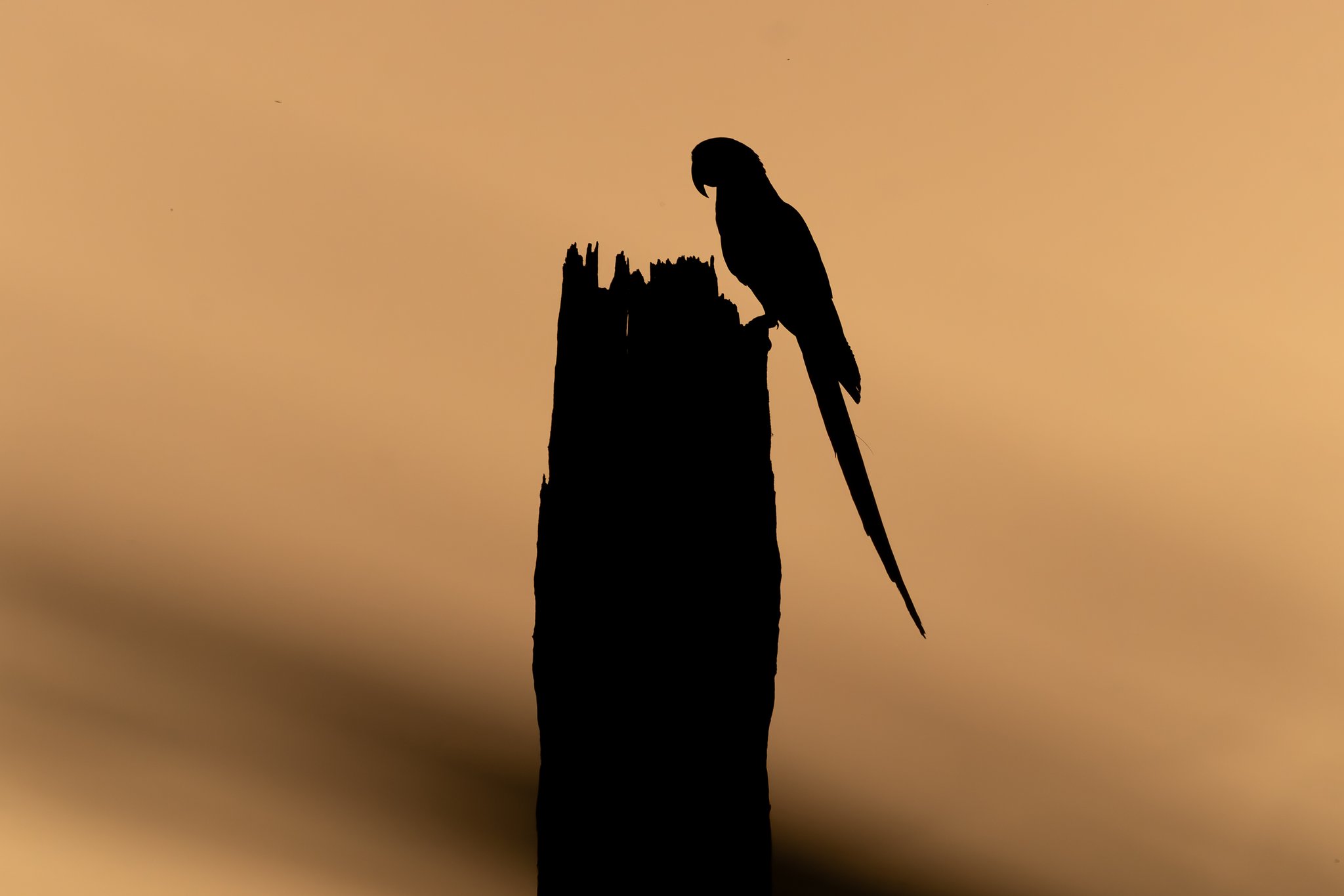 A macaw holds its perch as the Cerrado sky burns golden. Silhouette of a macaw perched on a weathered dead tree trunk against a warm amber sunset sky at Pousada Trijunção