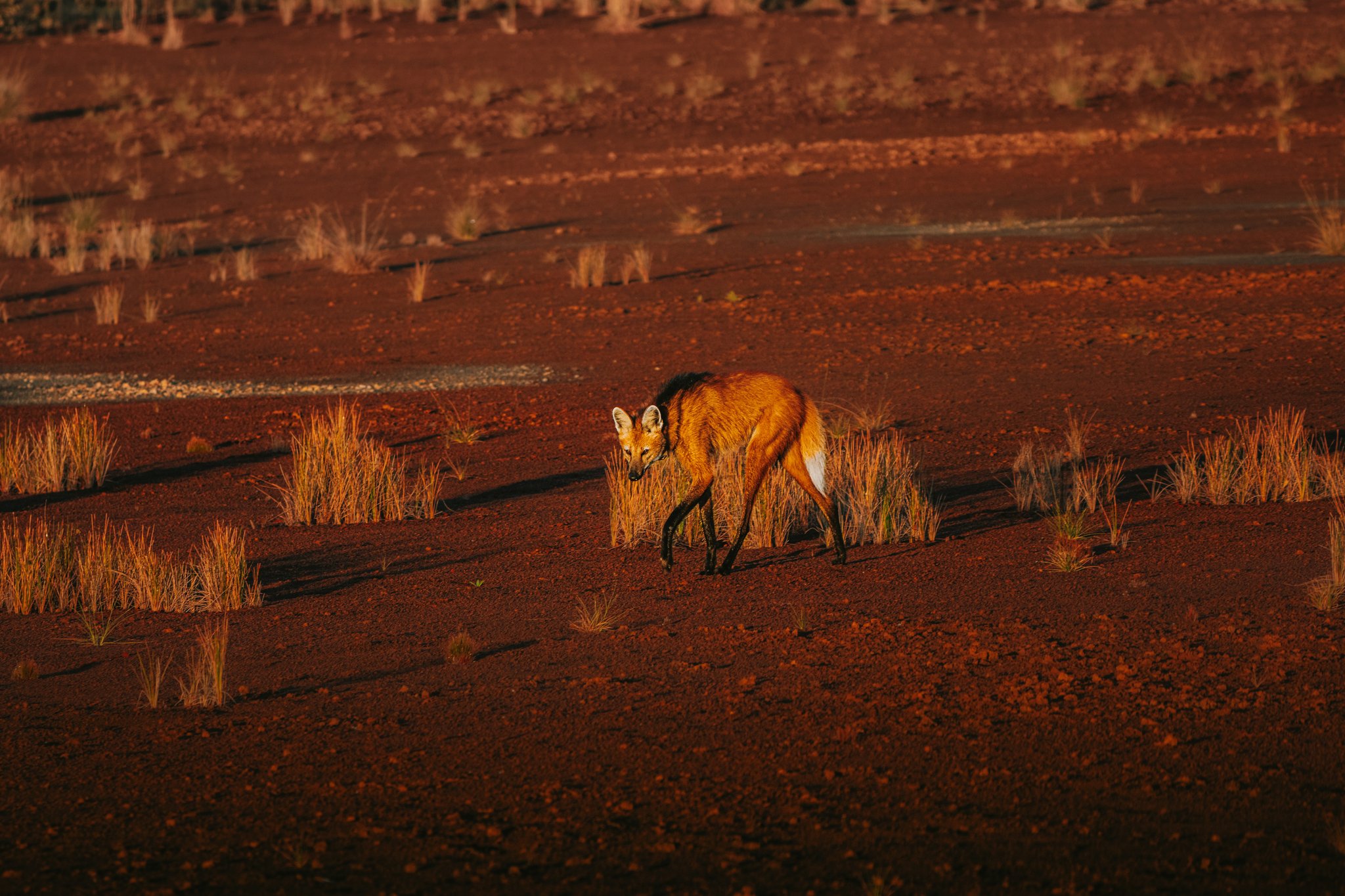 A maned wolf walks across the rust-red iron-rich soil of the Cerrado at Pousada Trijunção, sparse golden grass tufts scattered around it in warm golden-hour light