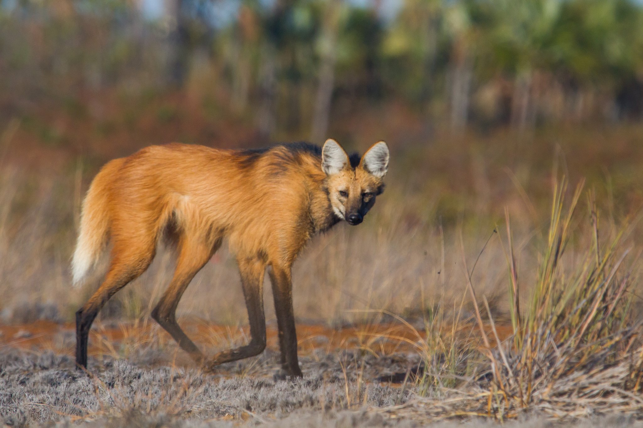 A maned wolf with russet fur and dark legs walking through dry Cerrado grassland at Pousada Trijunção, with blurred woodland in the background