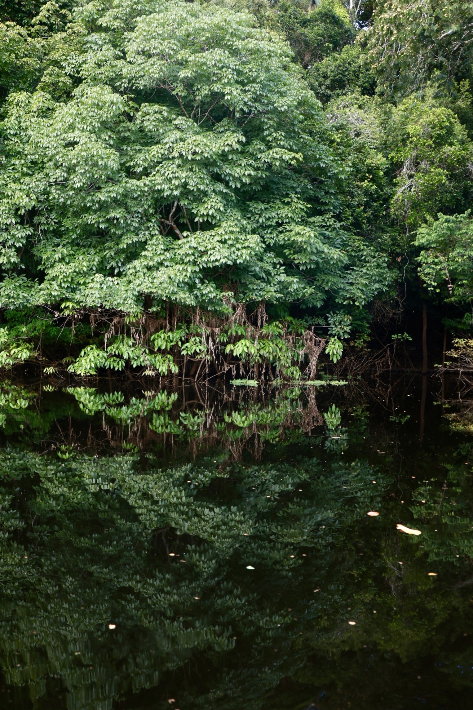 The dark river holds a perfect mirror of the green riverbank forest. Lush riverbank forest reflected on calm dark Amazon water