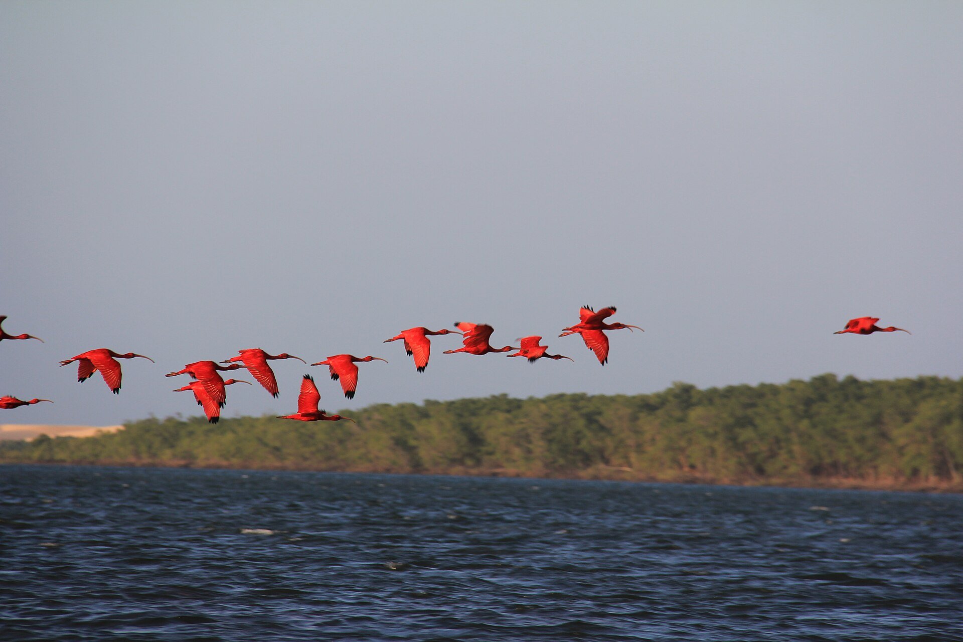 Fifteen scarlet ibis streak low over the water, a flash of red against grey sky. Photo 1