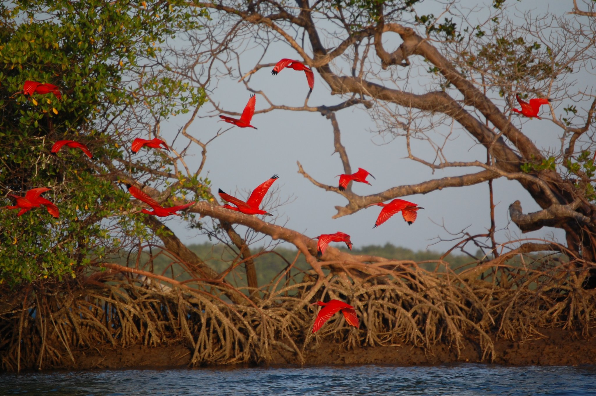 Scarlet ibis — so many at once they set the mangroves on fire. Photo 2