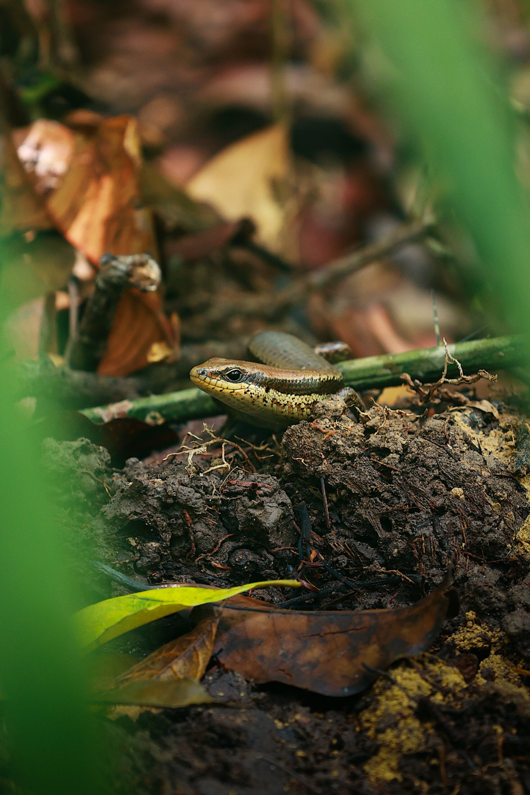 On the forest floor, a small skink basks among the fallen leaves. Photo: All rights reserved Small skink lizard on the forest floor among Amazon leaf litter
