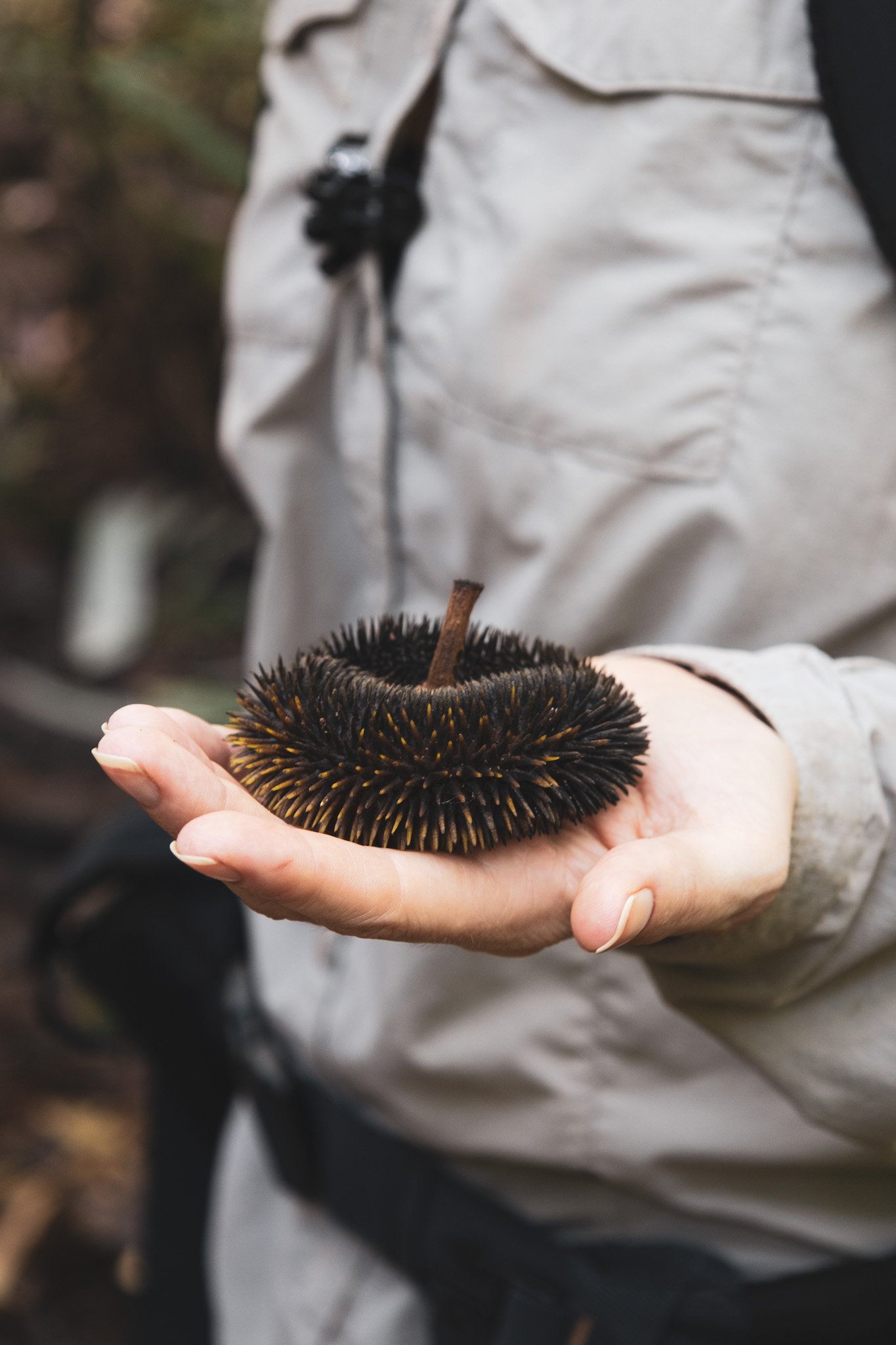 Up close, the spiky seed pod looks almost like a tiny sea urchin of the forest. Close-up of a spiky black-and-gold rainforest seed pod held in an open hand in the Amazon