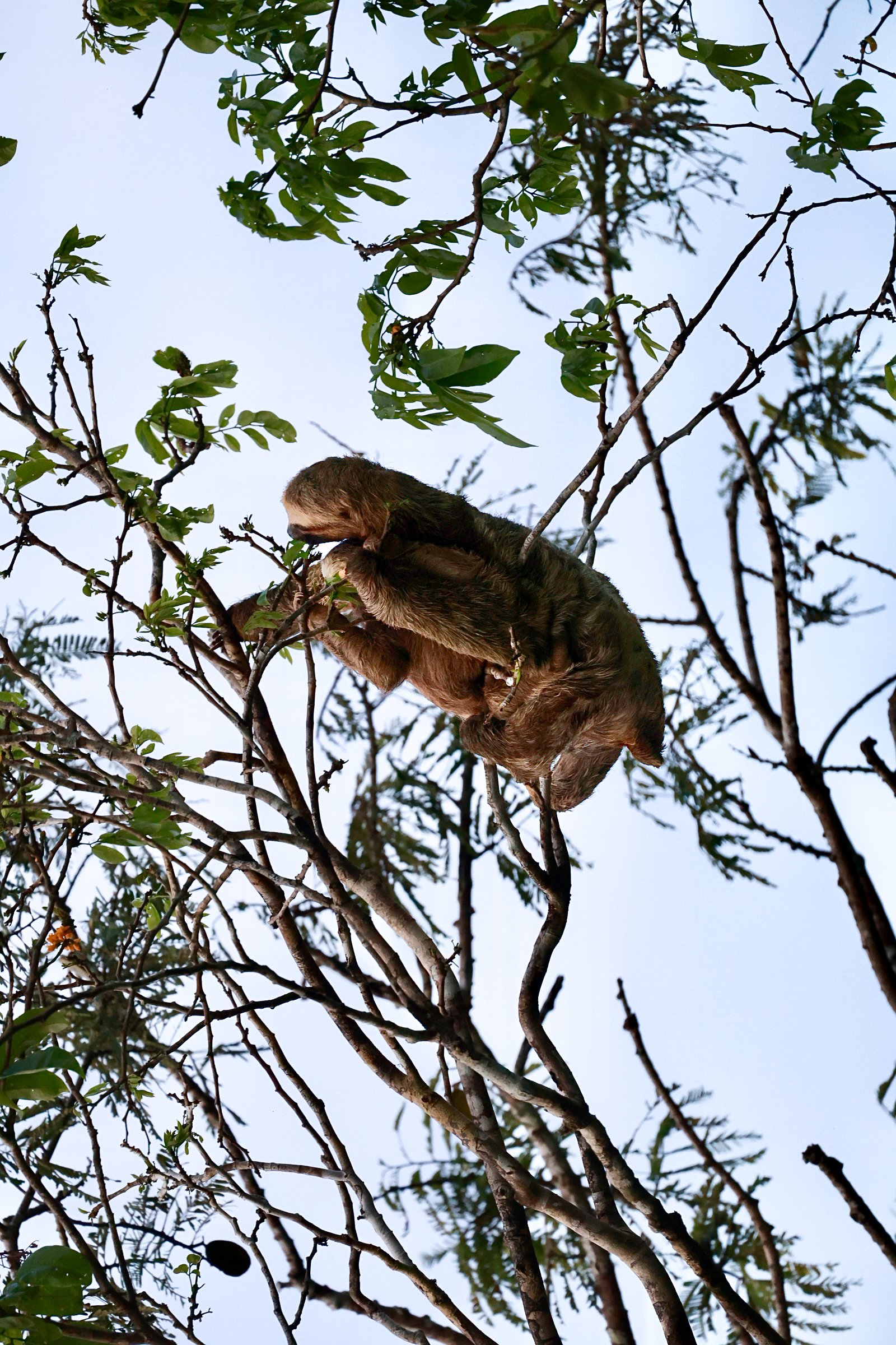 Three-toed sloth climbing slowly through treetop branches in the Amazon