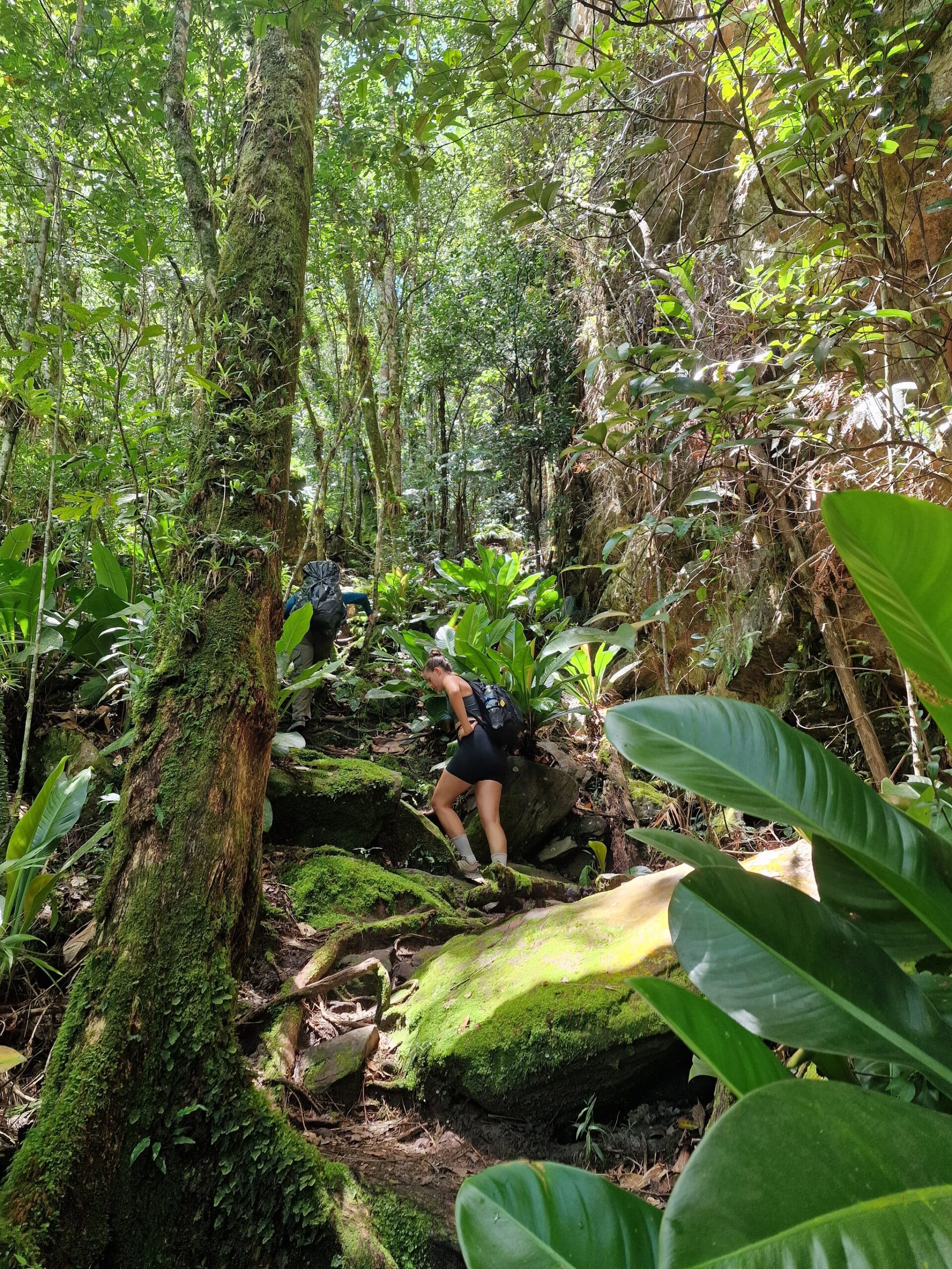 Two hikers with backpacks scrambling over moss-covered rocks and roots on a steep jungle trail during trekking in Brazil, surrounded by lush tropical forest canopy