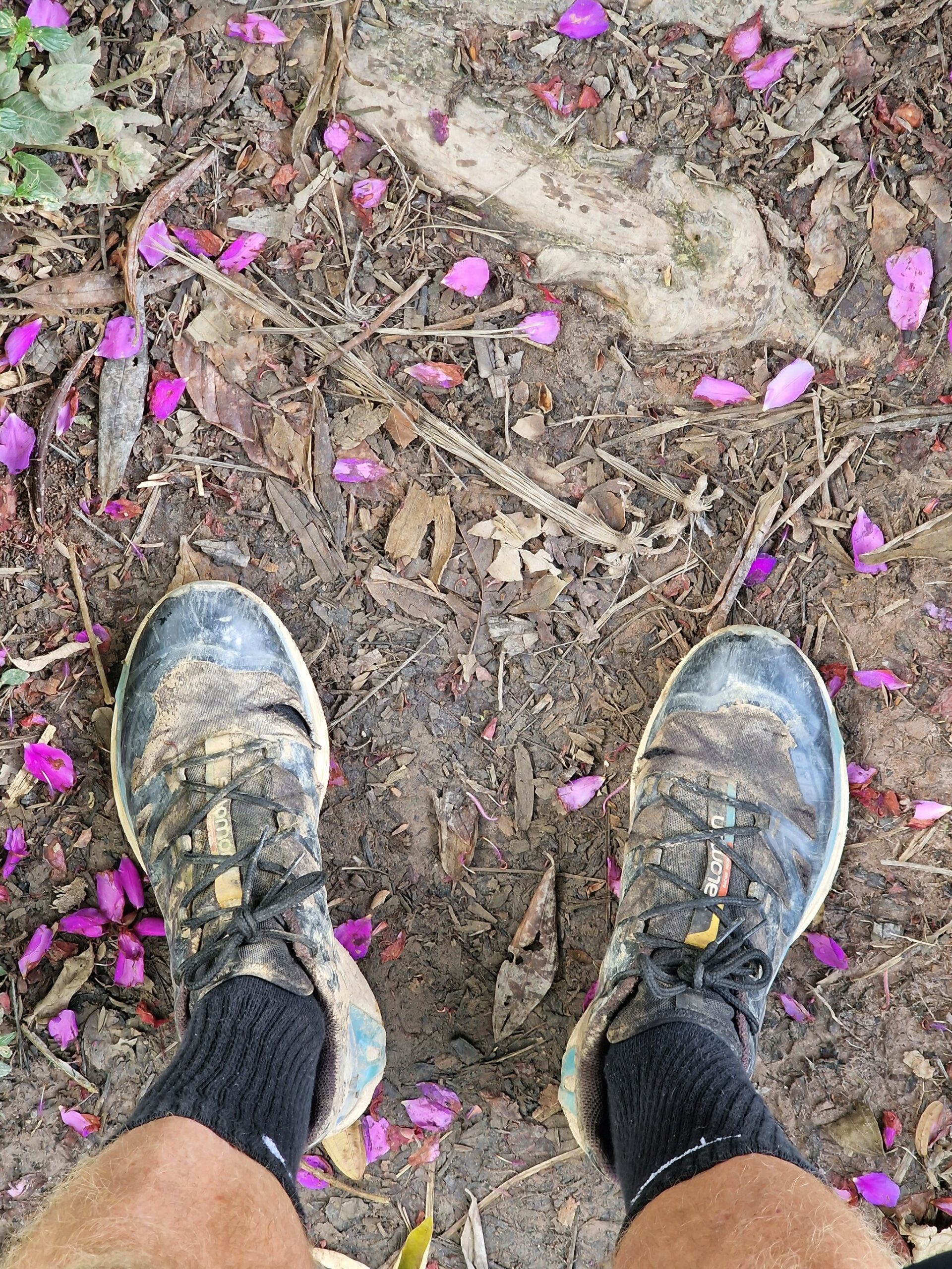 A hiker's mud-caked trail running shoes stand on a dirt path scattered with fallen bright-pink flower petals during trekking in Brazil