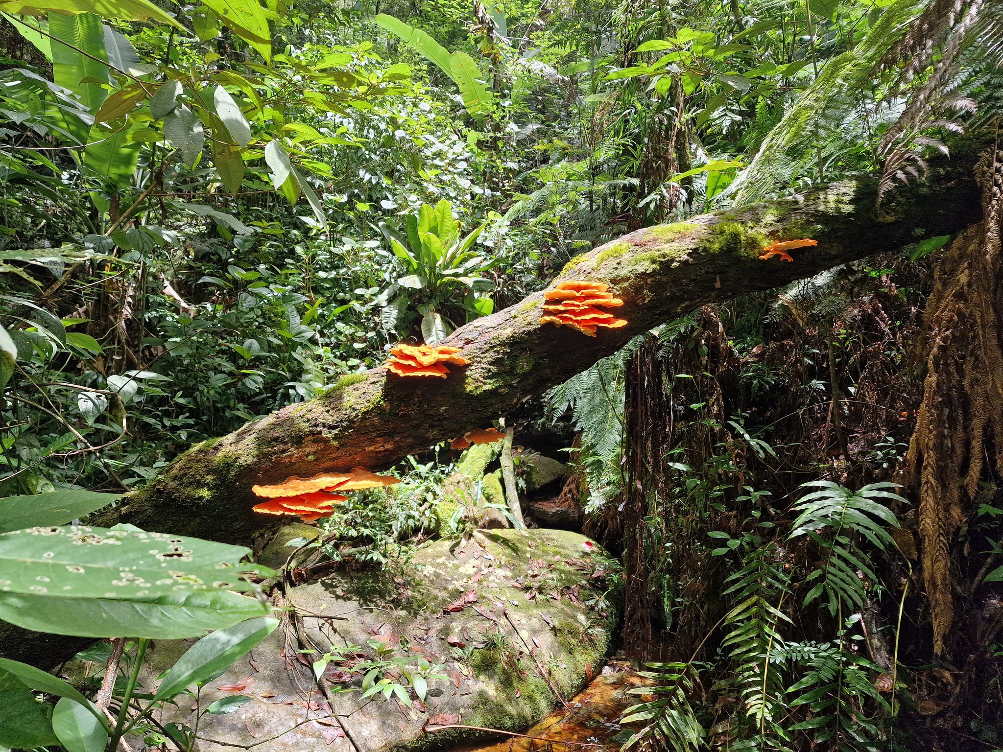 Vivid orange bracket fungi growing in tiers along a moss-covered fallen log on a trekking in Brazil rainforest trail, surrounded by dense green understorey