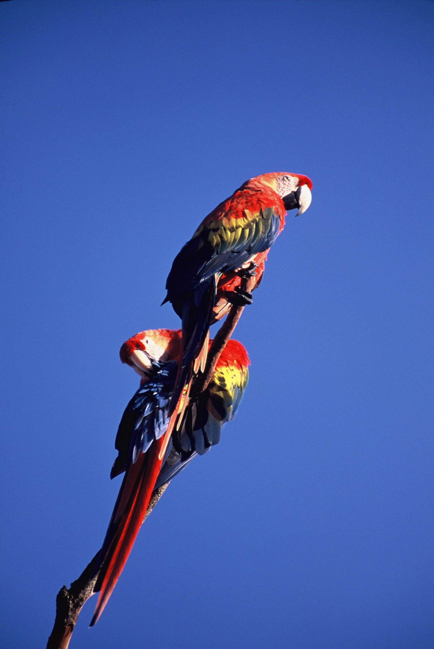A pair of scarlet macaws, vivid against the blue — proof that the canopy holds wonders. Photo: Scarlet Macaw Two scarlet macaws perched together on a bare branch against a deep blue sky, spotted during a tucano amazon river cruise wildlife excursion