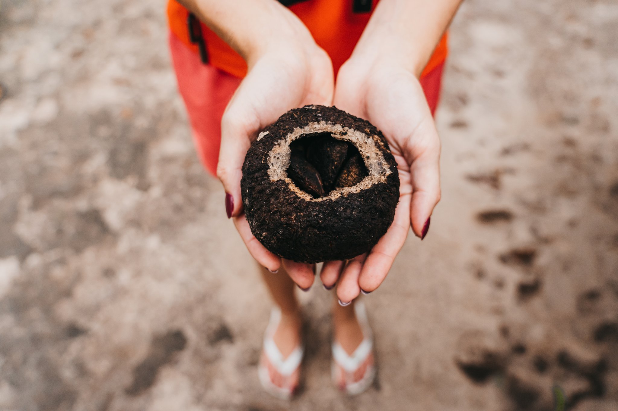 Cupped hands holding an open açaí fruit pod with dark seeds visible inside, on an untamed amazon cruise shore excursion