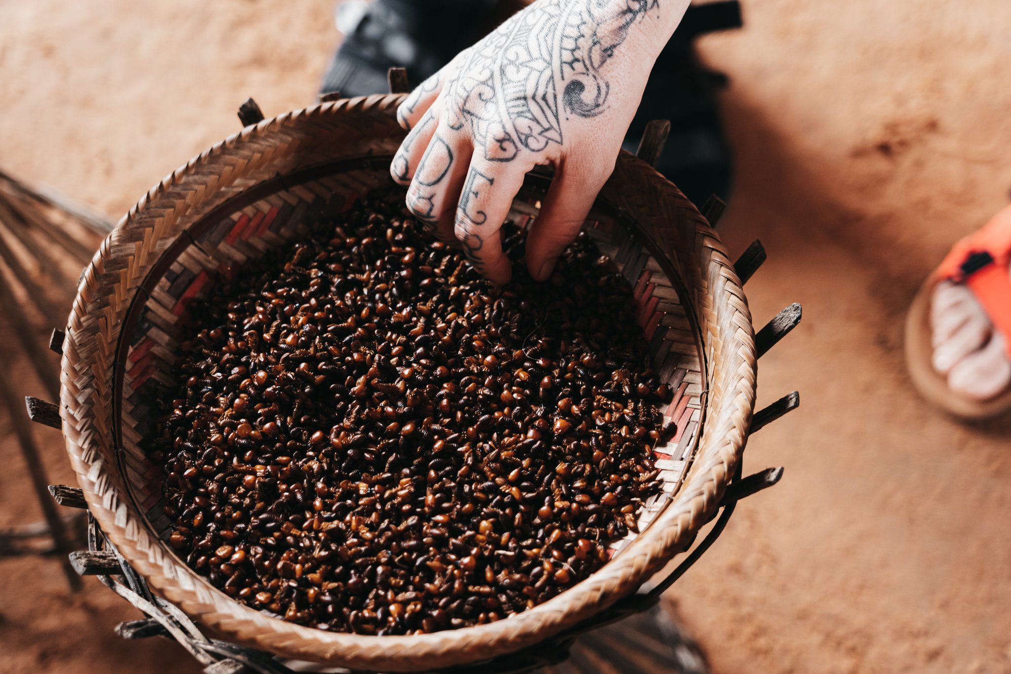 A tattooed hand sifting through a large woven basket filled with roasted insects, a traditional food source encountered on the untamed amazon cruise