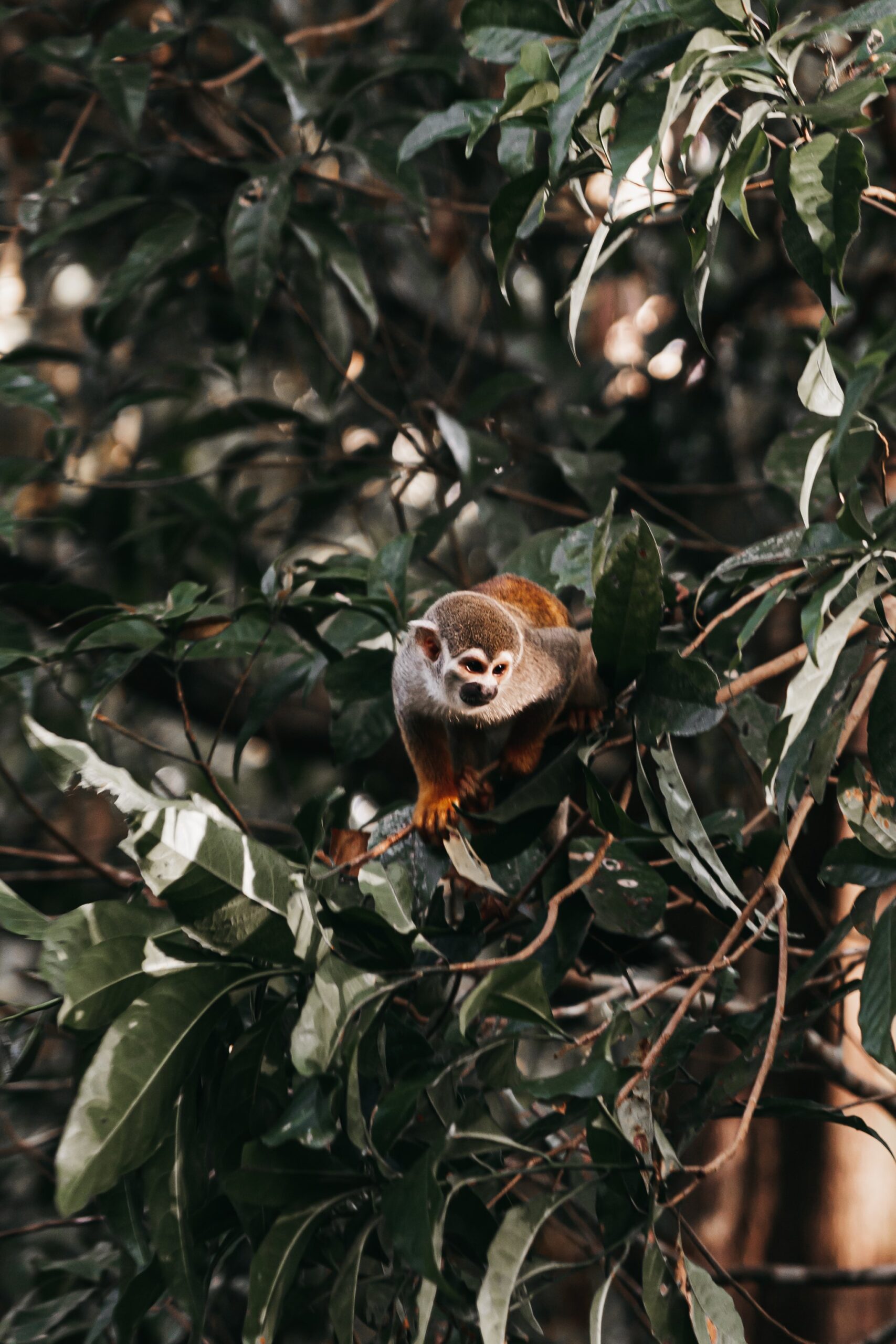 A small squirrel monkey perched among dense green leaves in the rainforest canopy, gazing directly at the camera during an untamed amazon cruise wildlife excursion