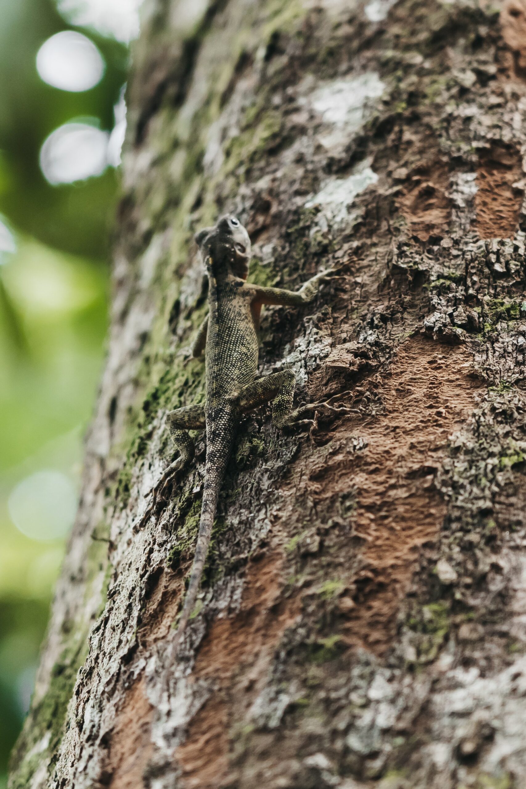 A small scaly lizard clinging to a moss-covered tree trunk in the rainforest, perfectly camouflaged against the bark during an untamed amazon cruise wildlife excursion