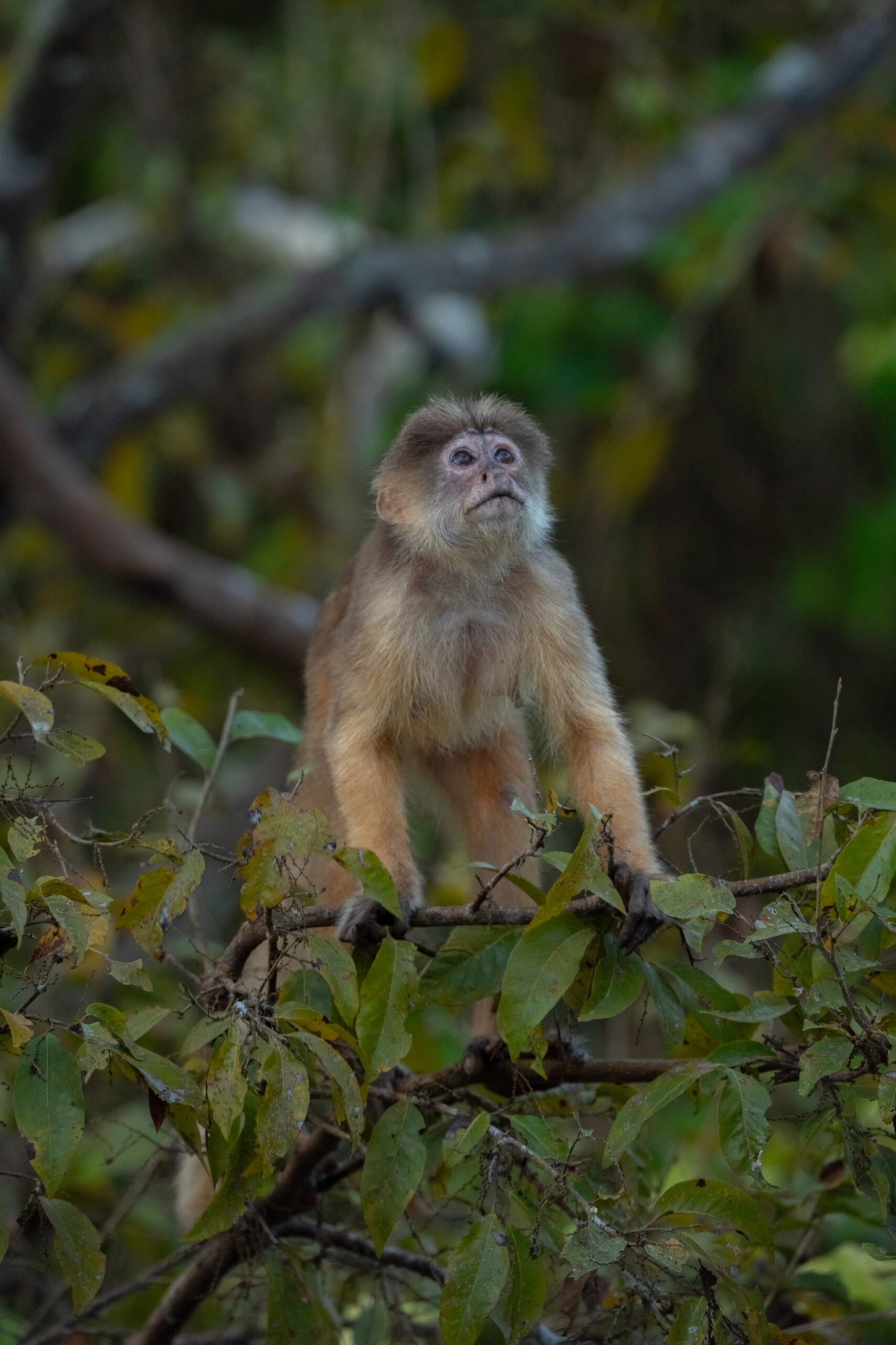 White-fronted capuchin monkey perched on a leafy branch in the Amazon rainforest