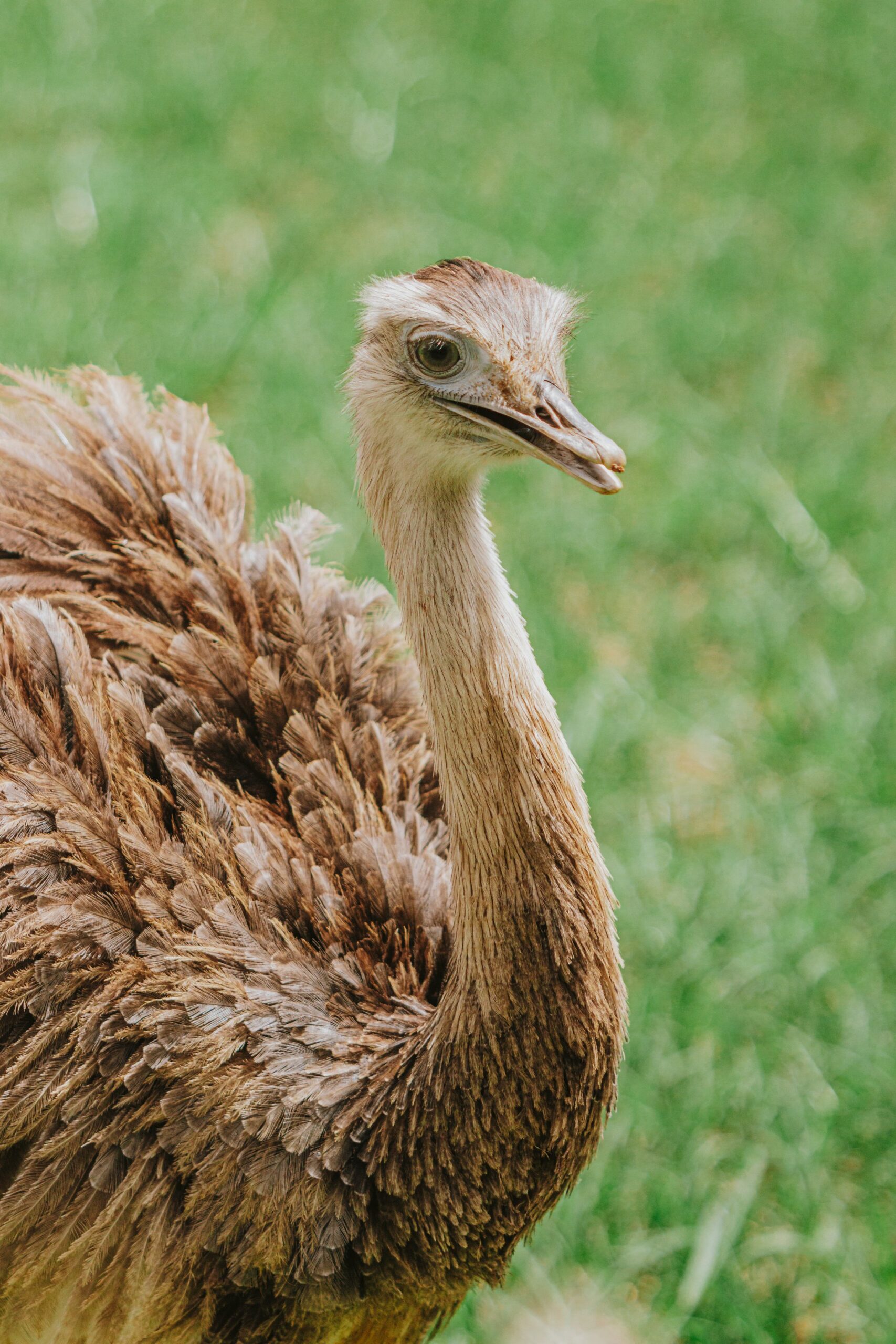 A large flightless bird with shaggy brown plumage and a long bare neck looks alertly to the side against a green grass background, spotted on a wildlife conservation holiday in Brazil
