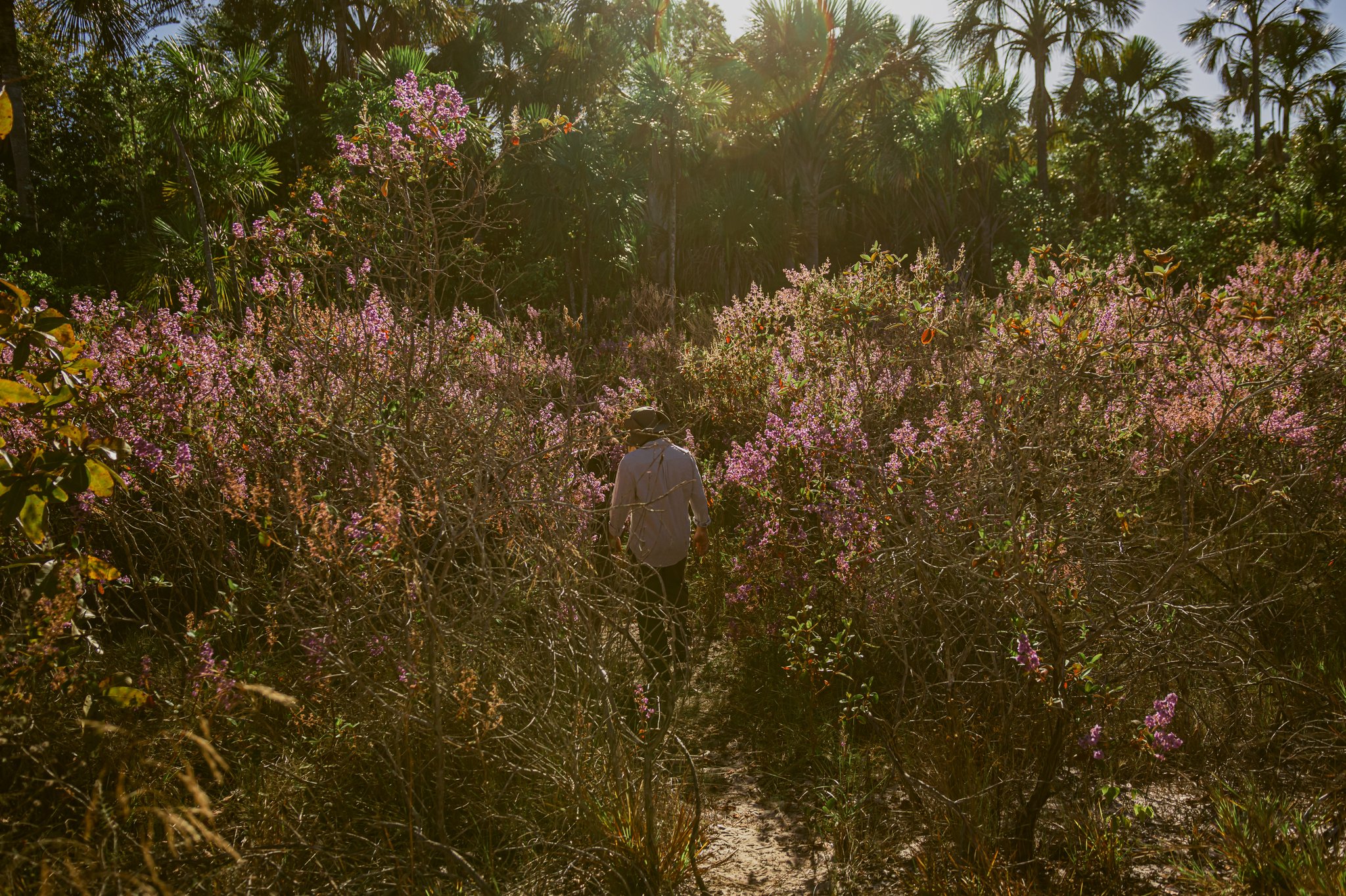 A lone hiker in a wide-brimmed hat walks a sandy trail through dense pink-flowering shrubs toward a palm-lined forest on a wildlife conservation holiday in Brazil