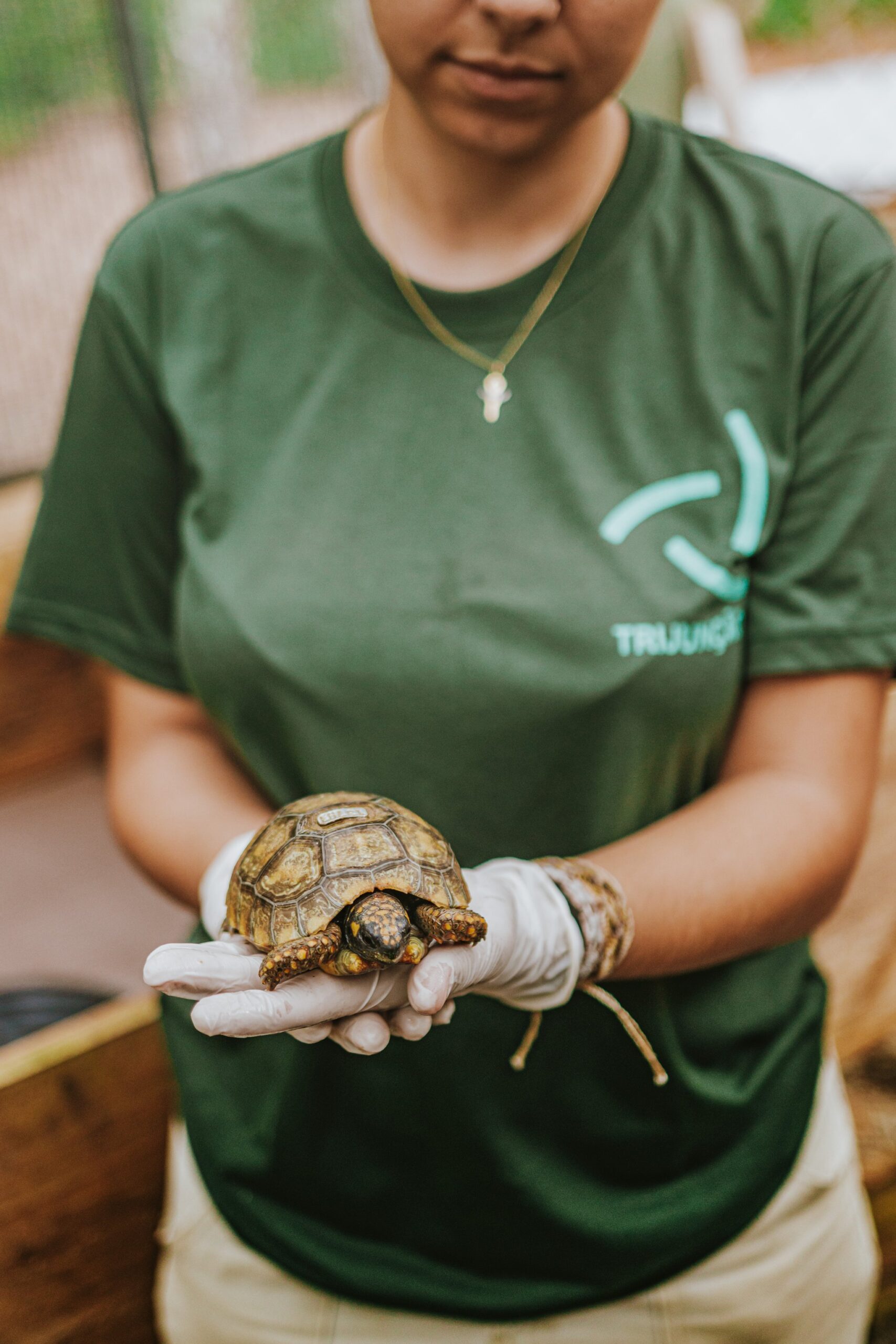 A wildlife conservation holidays staff member in a green uniform holds a small tortoise with gloved hands at an indoor rescue facility