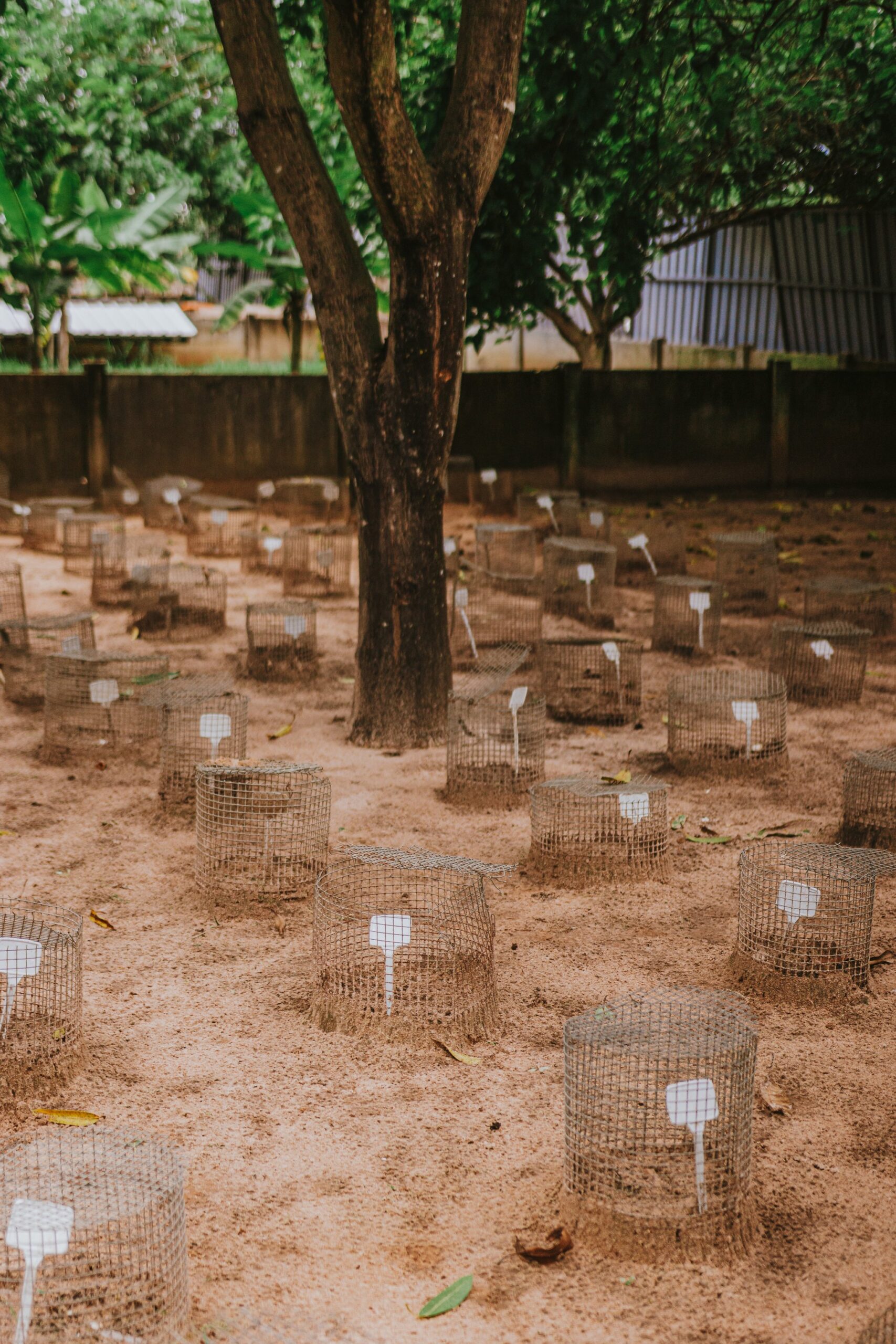 Rows of small wire mesh enclosures protecting buried sea turtle nests on a sandy nursery ground beneath leafy trees, part of a wildlife conservation holiday program in Brazil