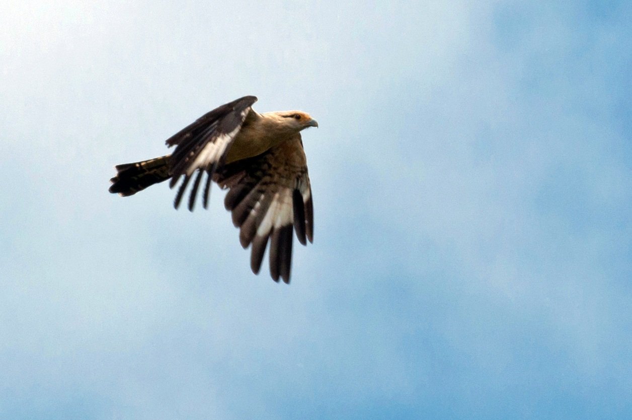 A yellow-headed caracara wheels overhead against the bright tropical sky. Yellow-headed caracara raptor in flight against a blue Amazon sky