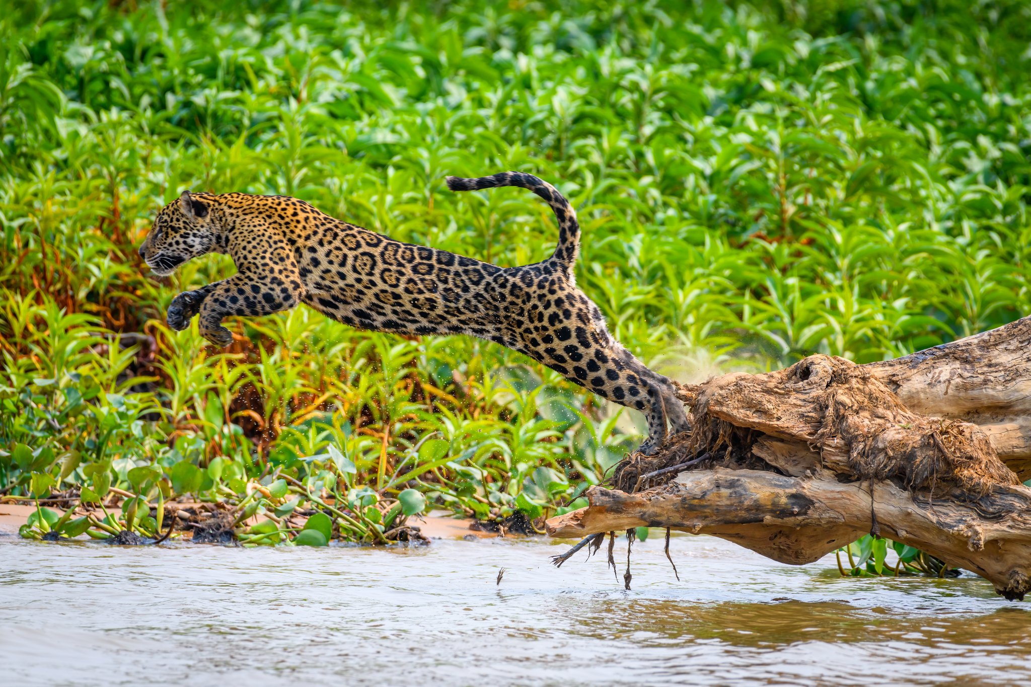 A wild jaguar mid-leap from a fallen log over a river during an amazon and pantanal tour, surrounded by dense green riverbank vegetation