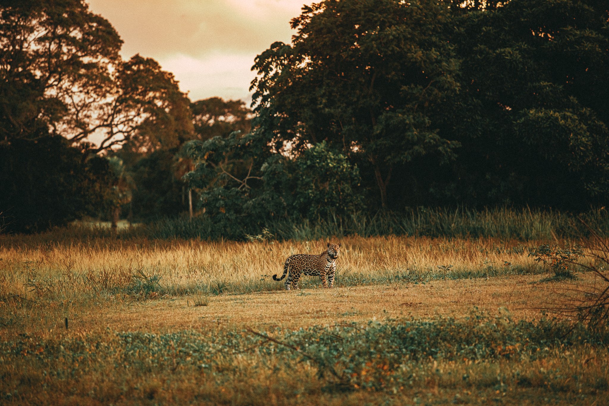 A jaguar stands alert in open golden grassland on a luxury Pantanal and Amazon trip, pausing at the edge of dense tropical woodland under a warm dusk sky