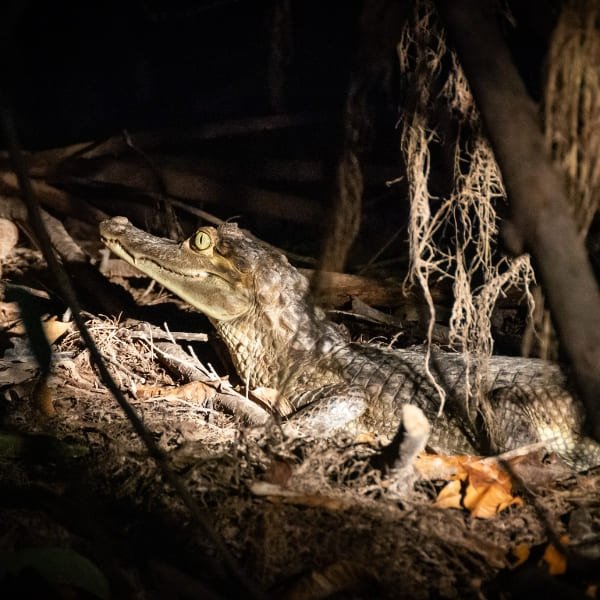 Caiman with glowing eyeshine spotted on the forest floor at night in the Amazon
