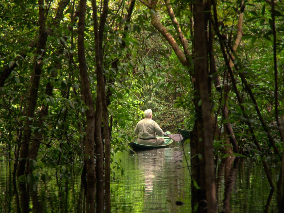 Paddler in a canoe gliding through the flooded igapó forest of the Rio Negro
