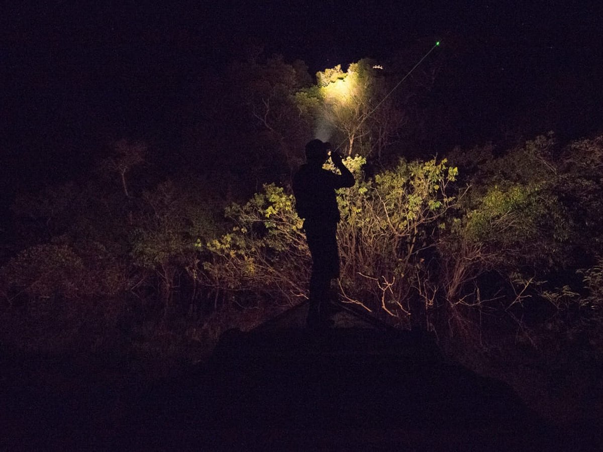 Guide sweeping a flashlight over the forest during a night spotting excursion in the Amazon