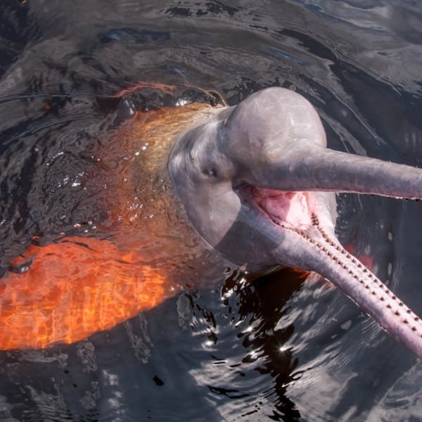 Pink river dolphin (boto) surfacing with its mouth open in the dark waters of the Amazon