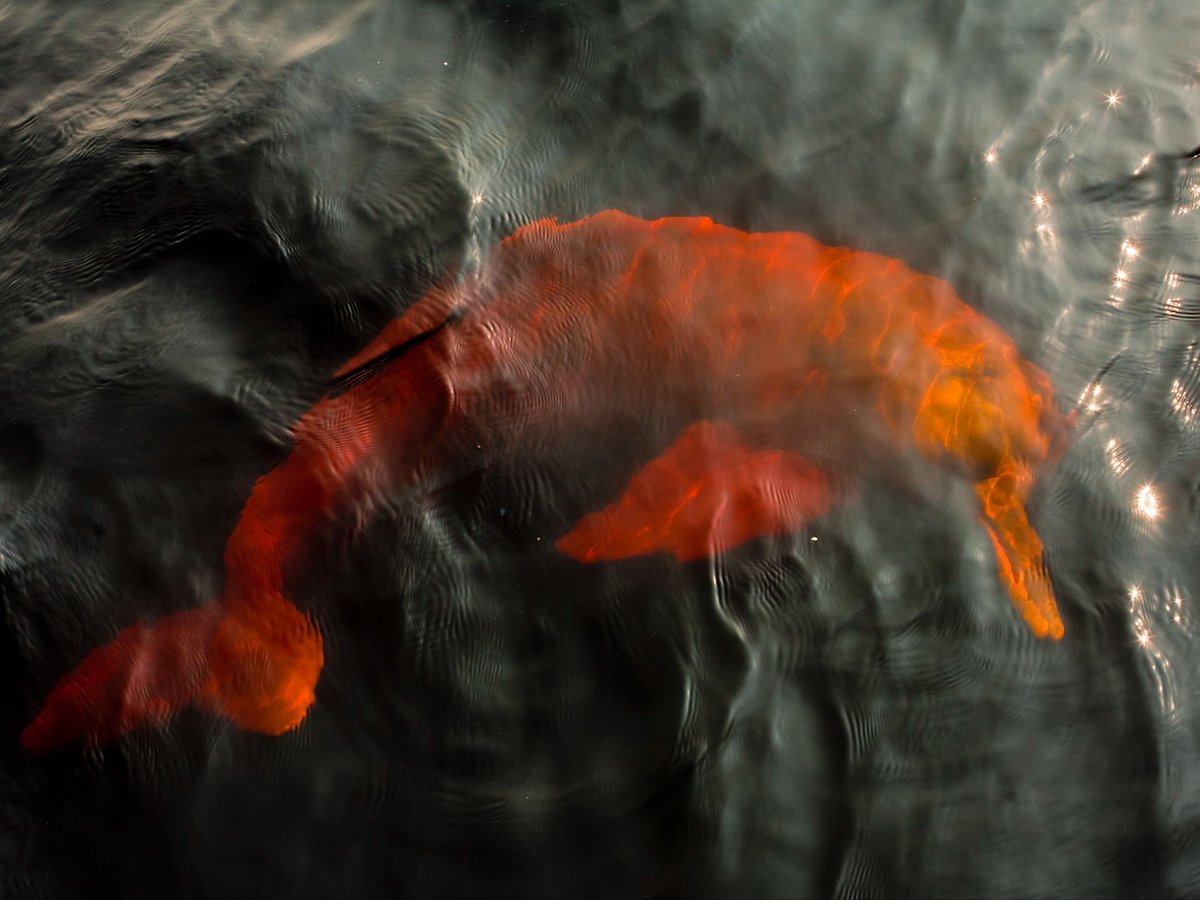 A pink river dolphin swimming just beneath the dark surface of an Amazon river, its body glowing reddish through the water.